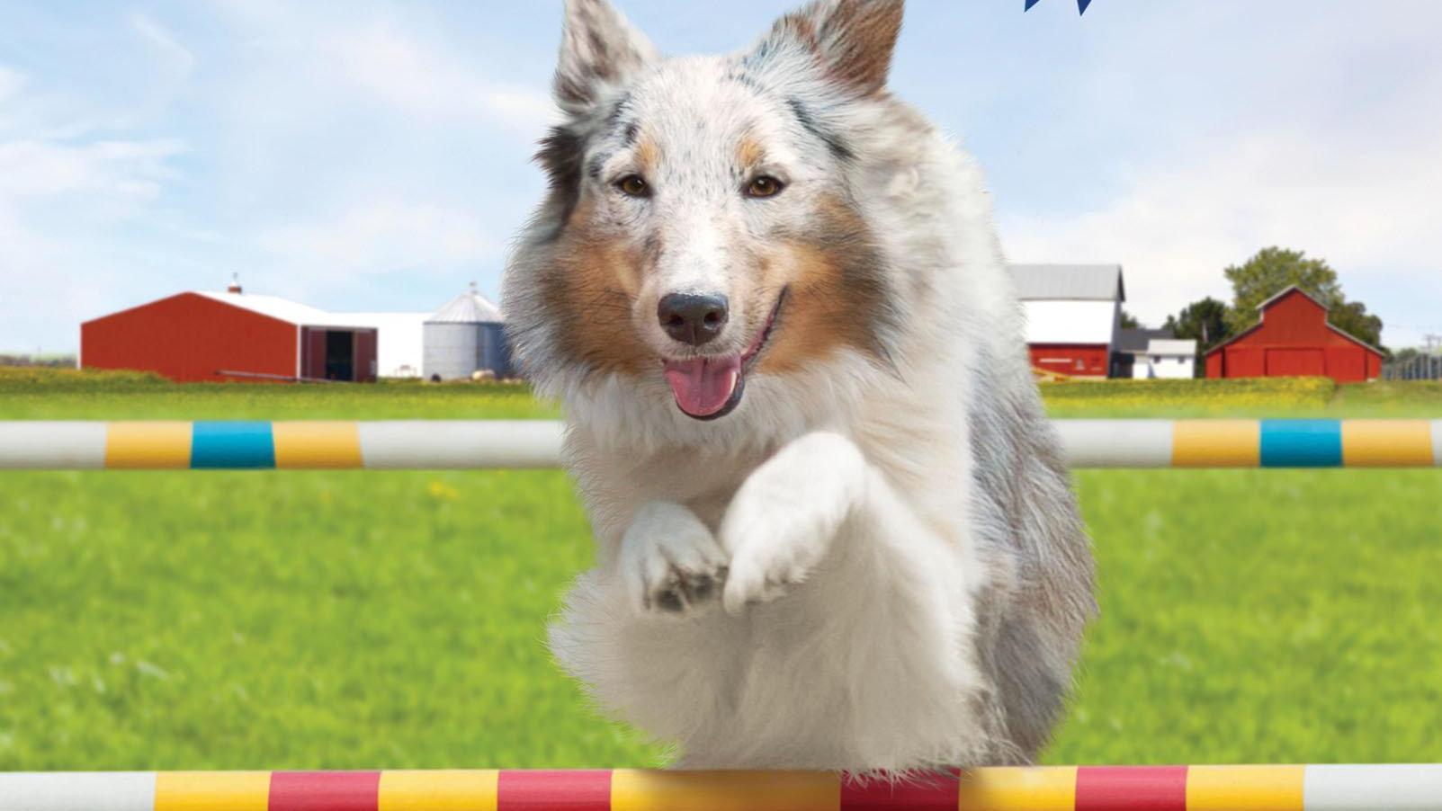 My Dog the Champion