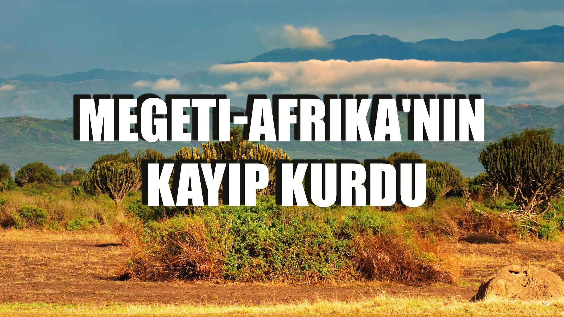 Megeti-Afrika’nın Kayıp Kurdu