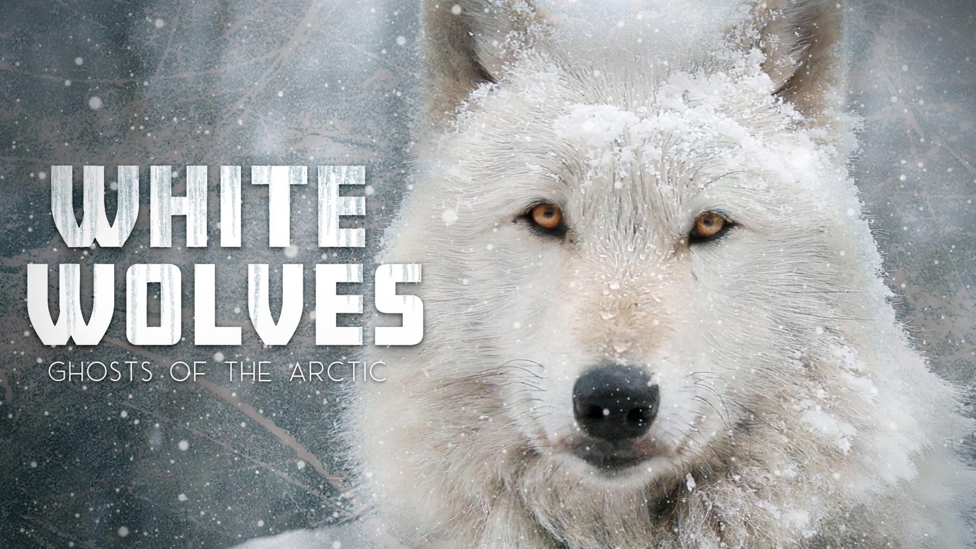 White Wolves: Ghosts of the Arctic