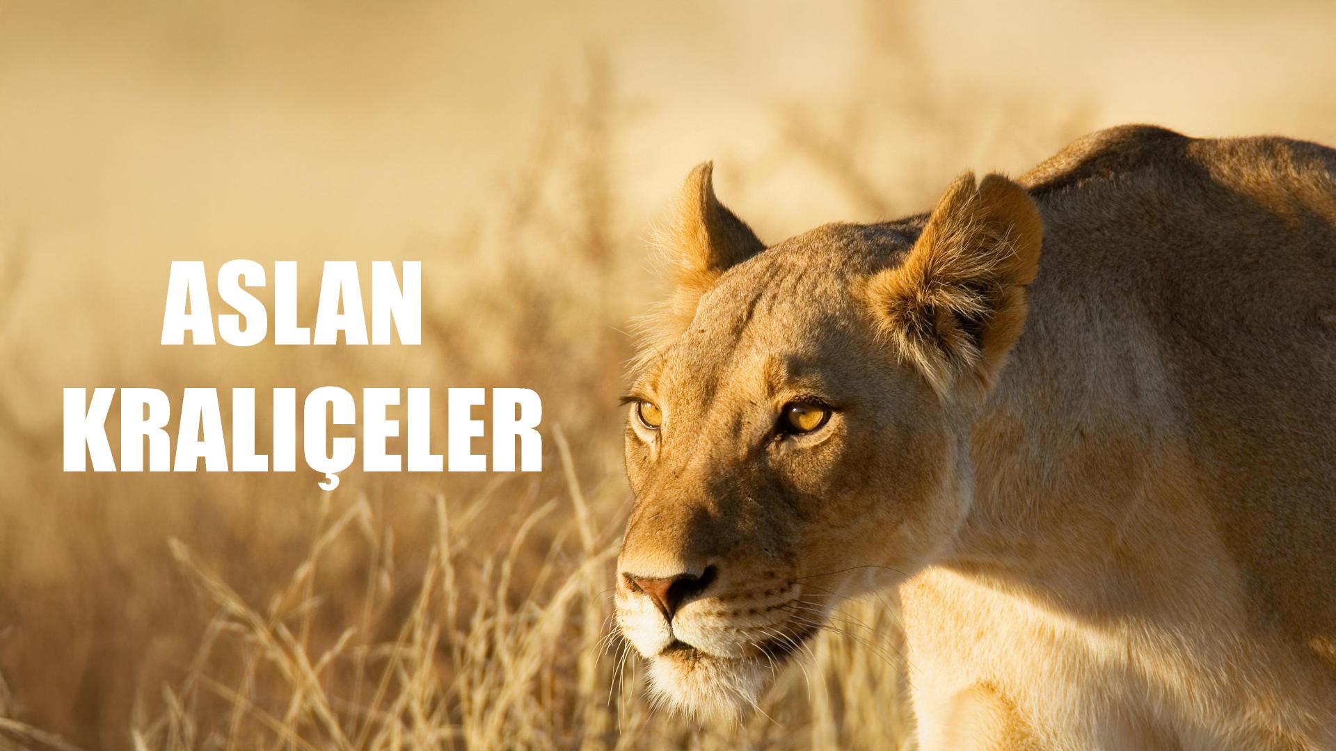 Aslan Kraliçeler