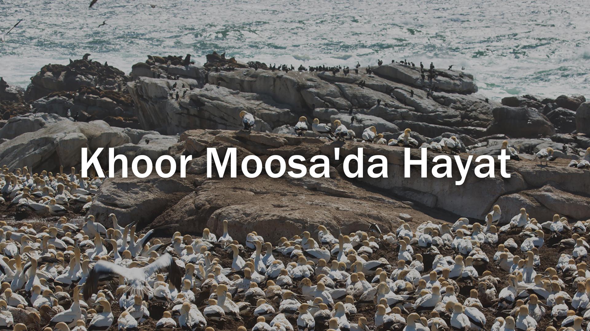 Khoor Moosa’da Hayat
