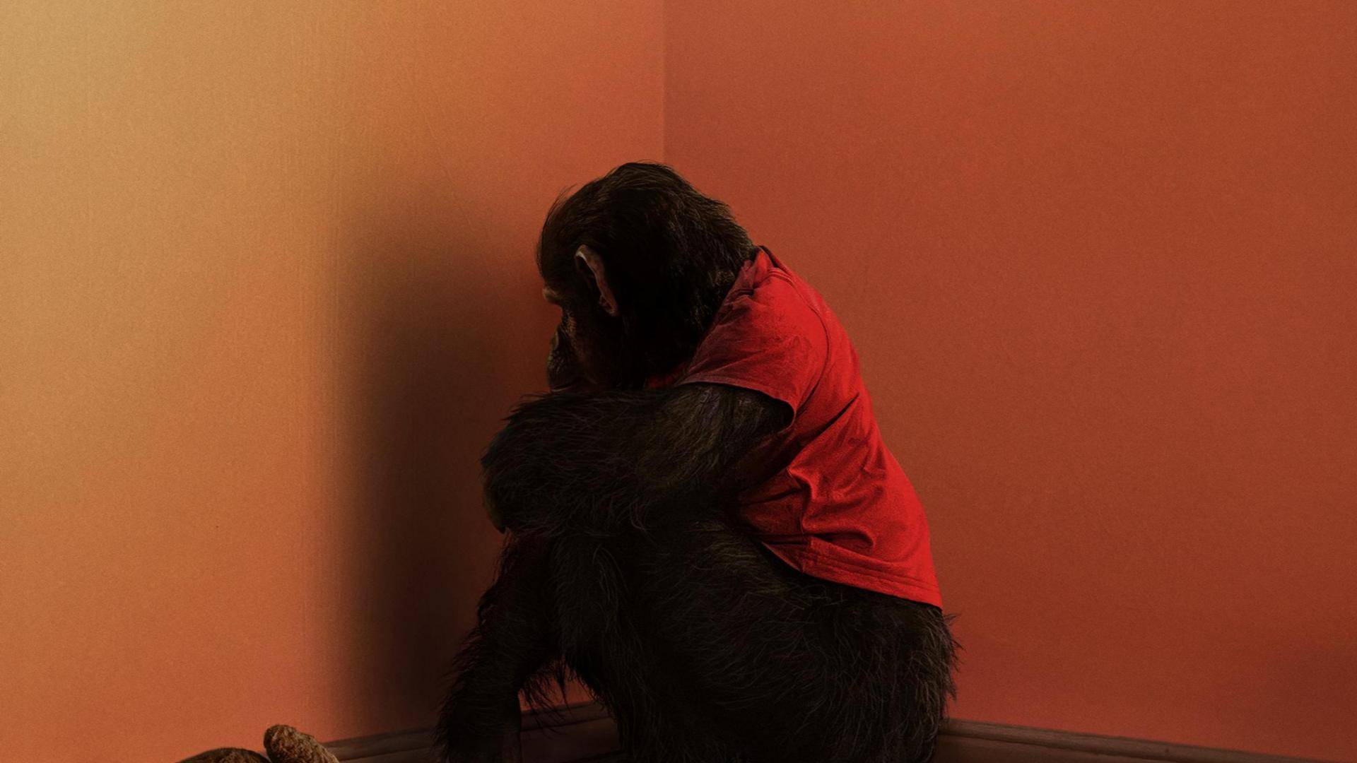 Primate