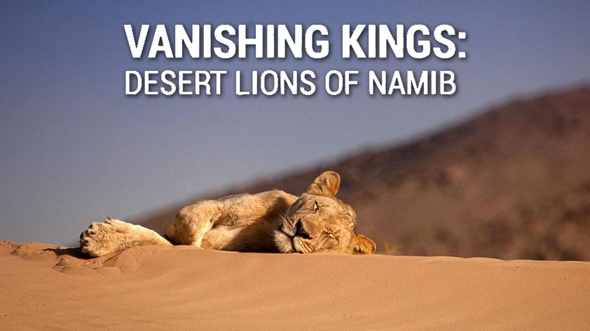 Vanishing Kings: Desert Lions of Namib