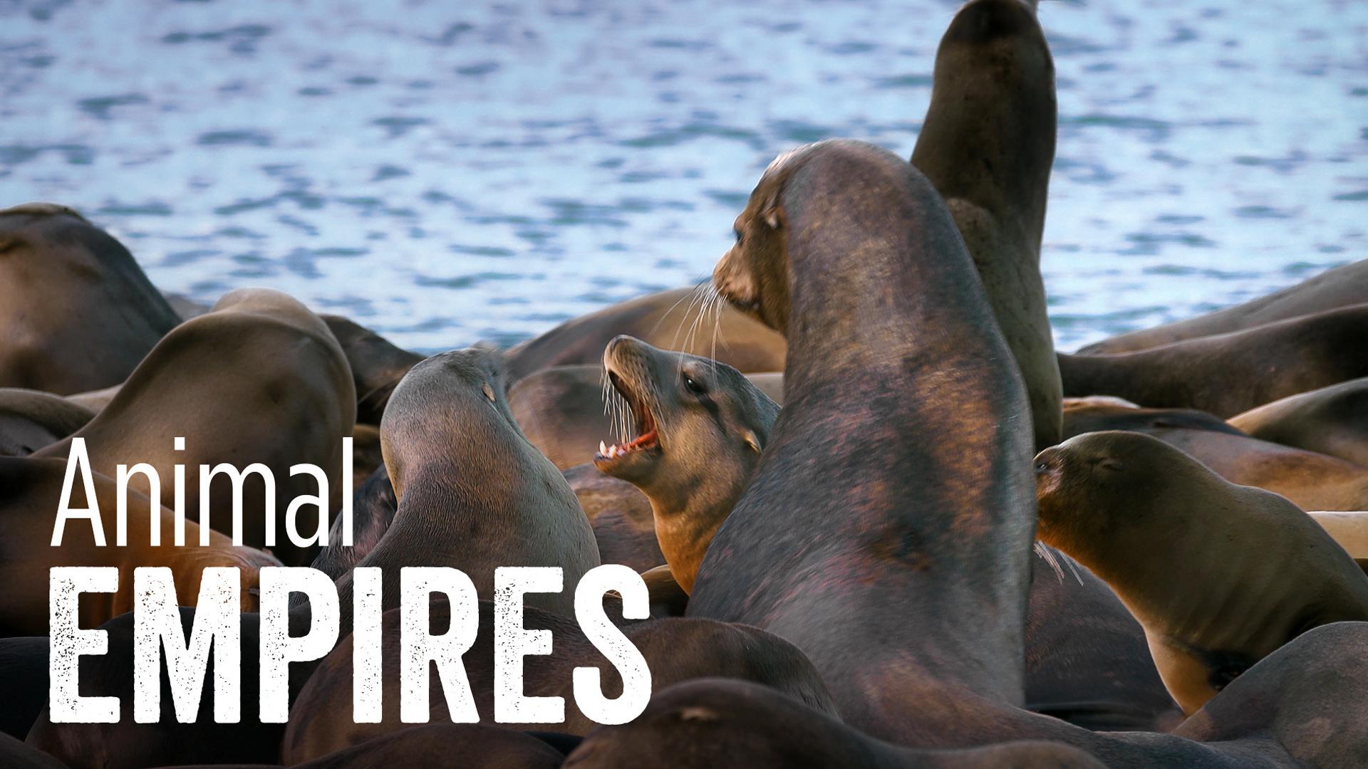 Animal Empires