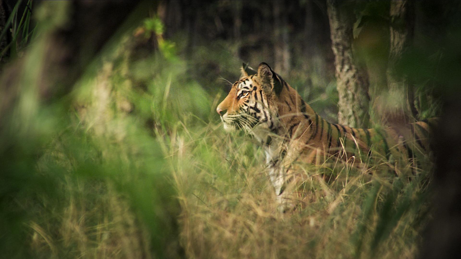 The Hunt