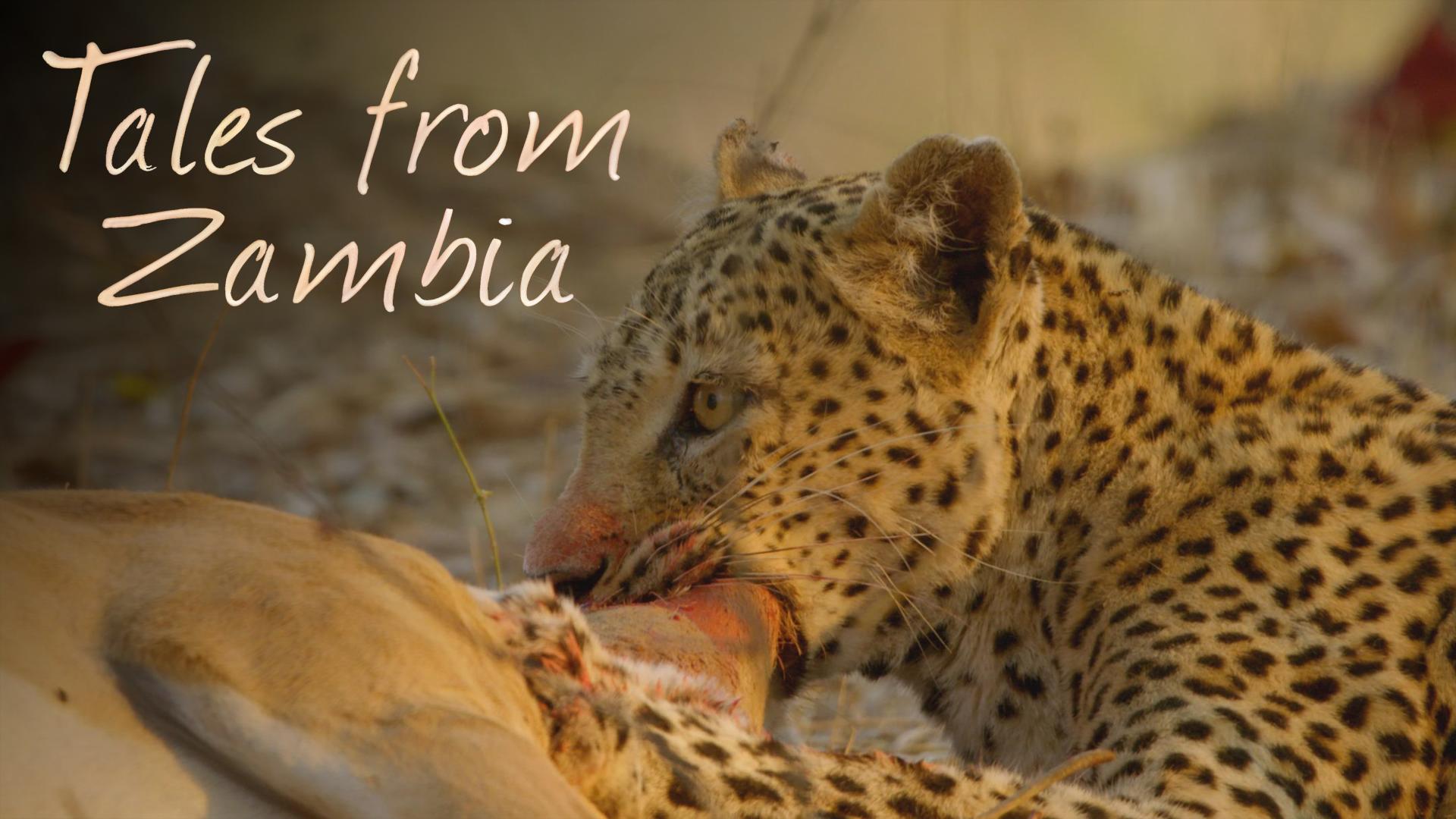 Tales from Zambia