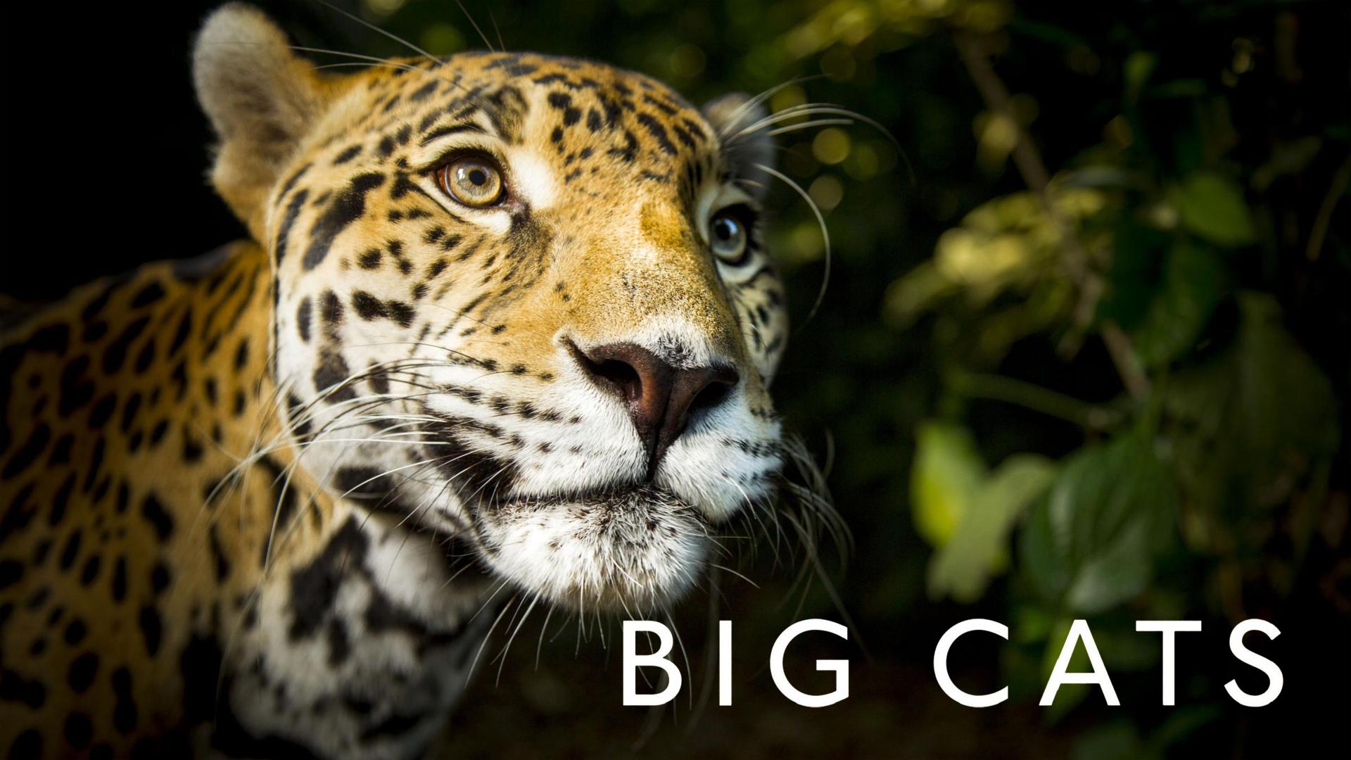 Big Cats