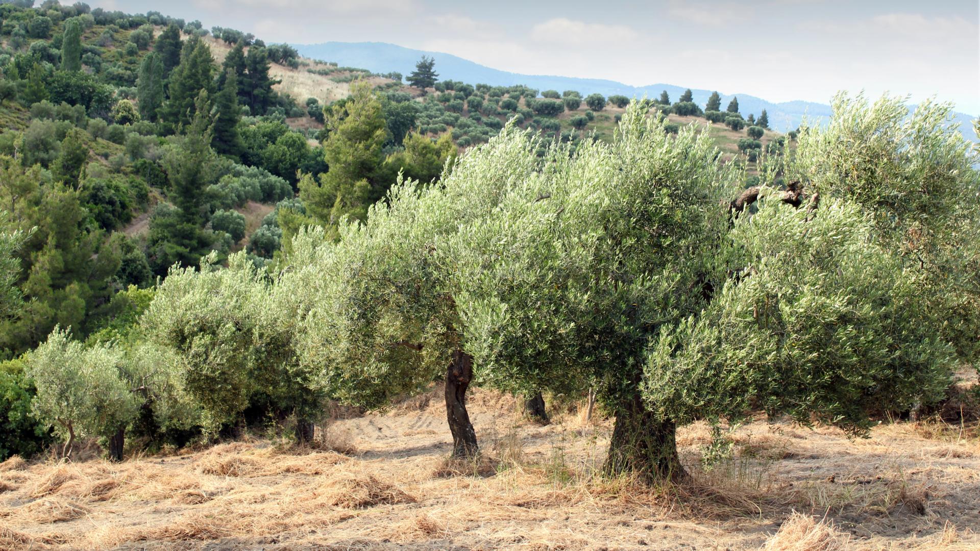 Under The Olive Trees