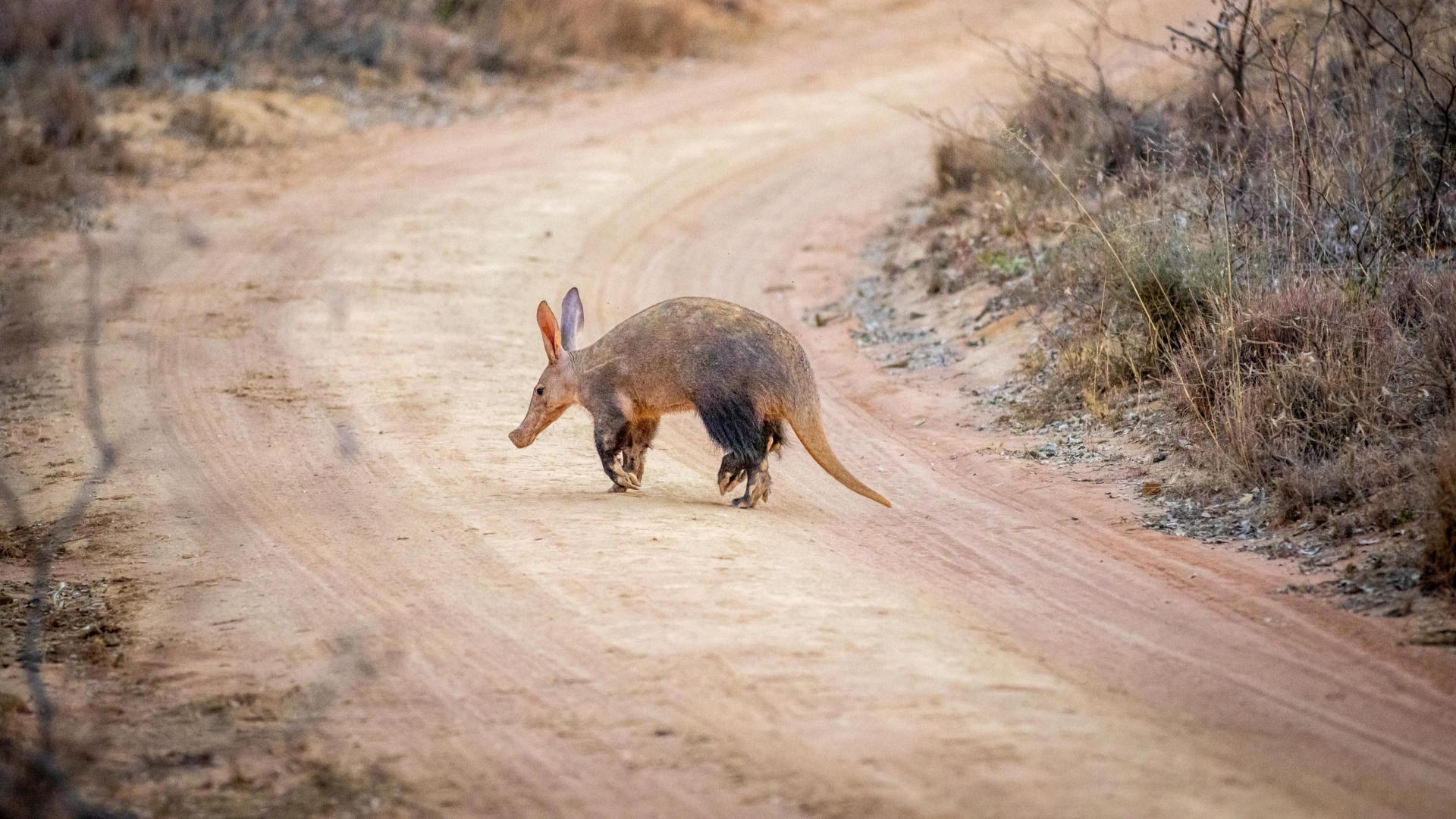 A is for Aardvark