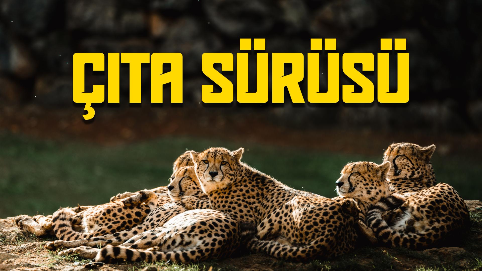 Çita Sürüsü