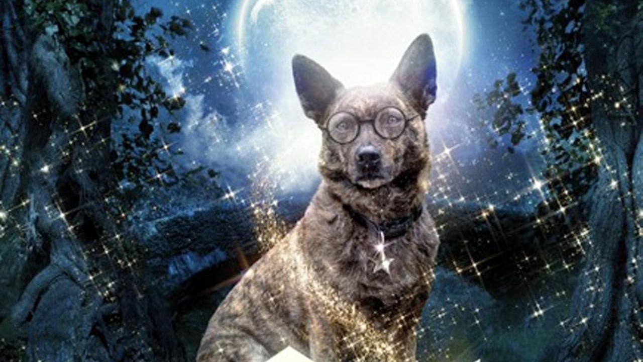 The Amazing Wizard of Paws