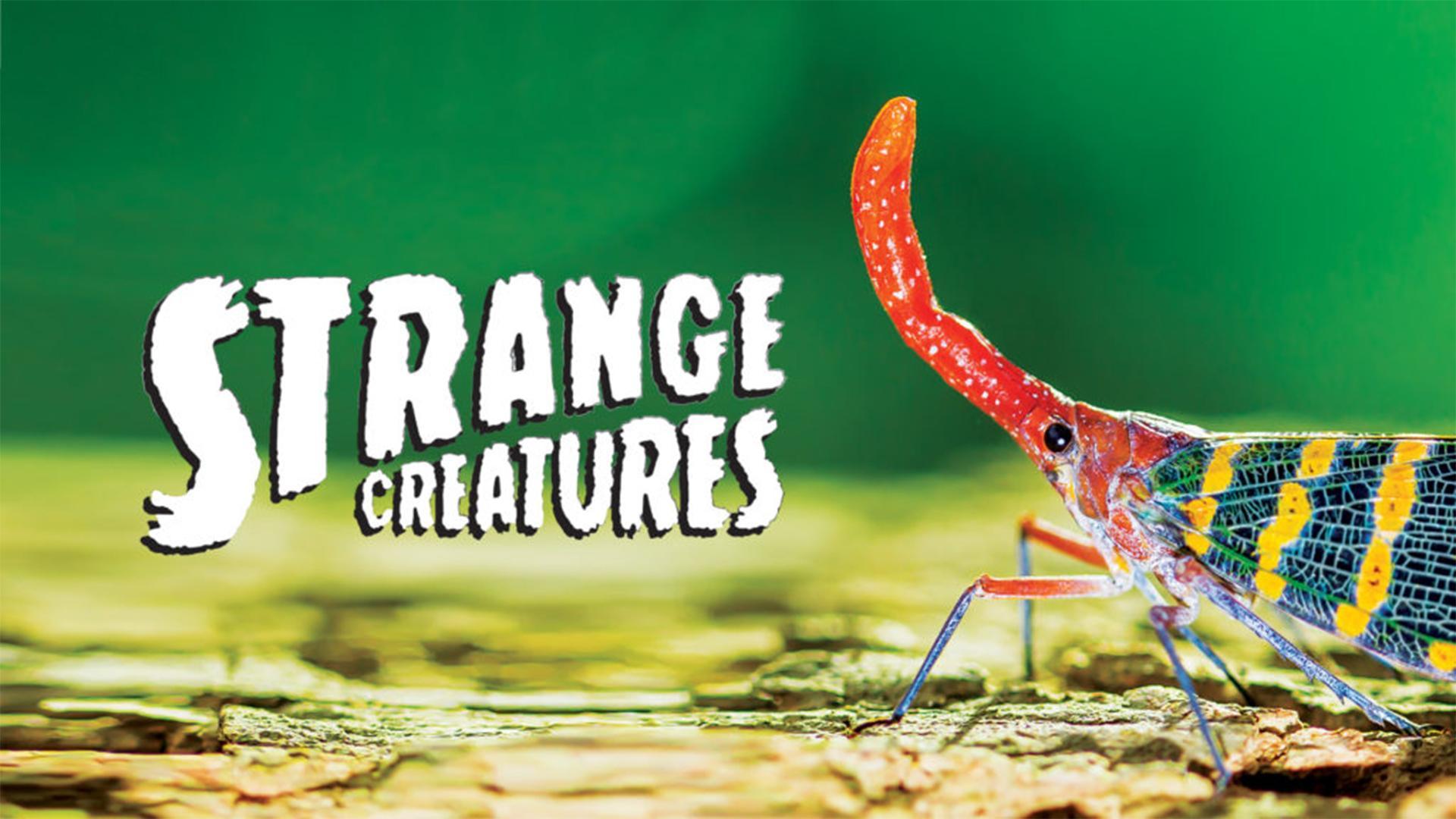 Strange creatures