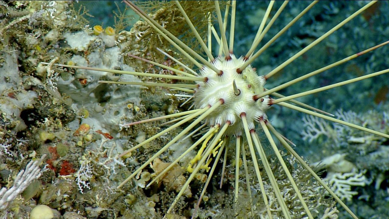 Wild Caribbean’s Deadly Underworld