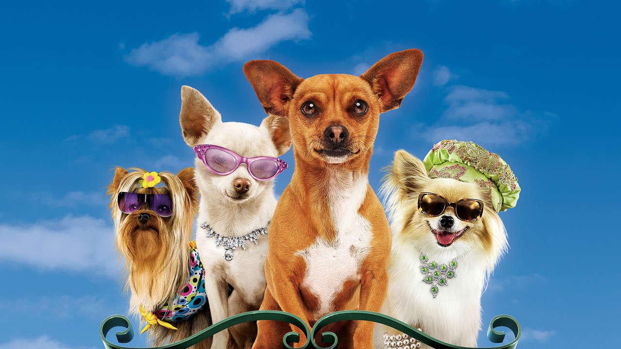 Beverly Hills Chihuahua
