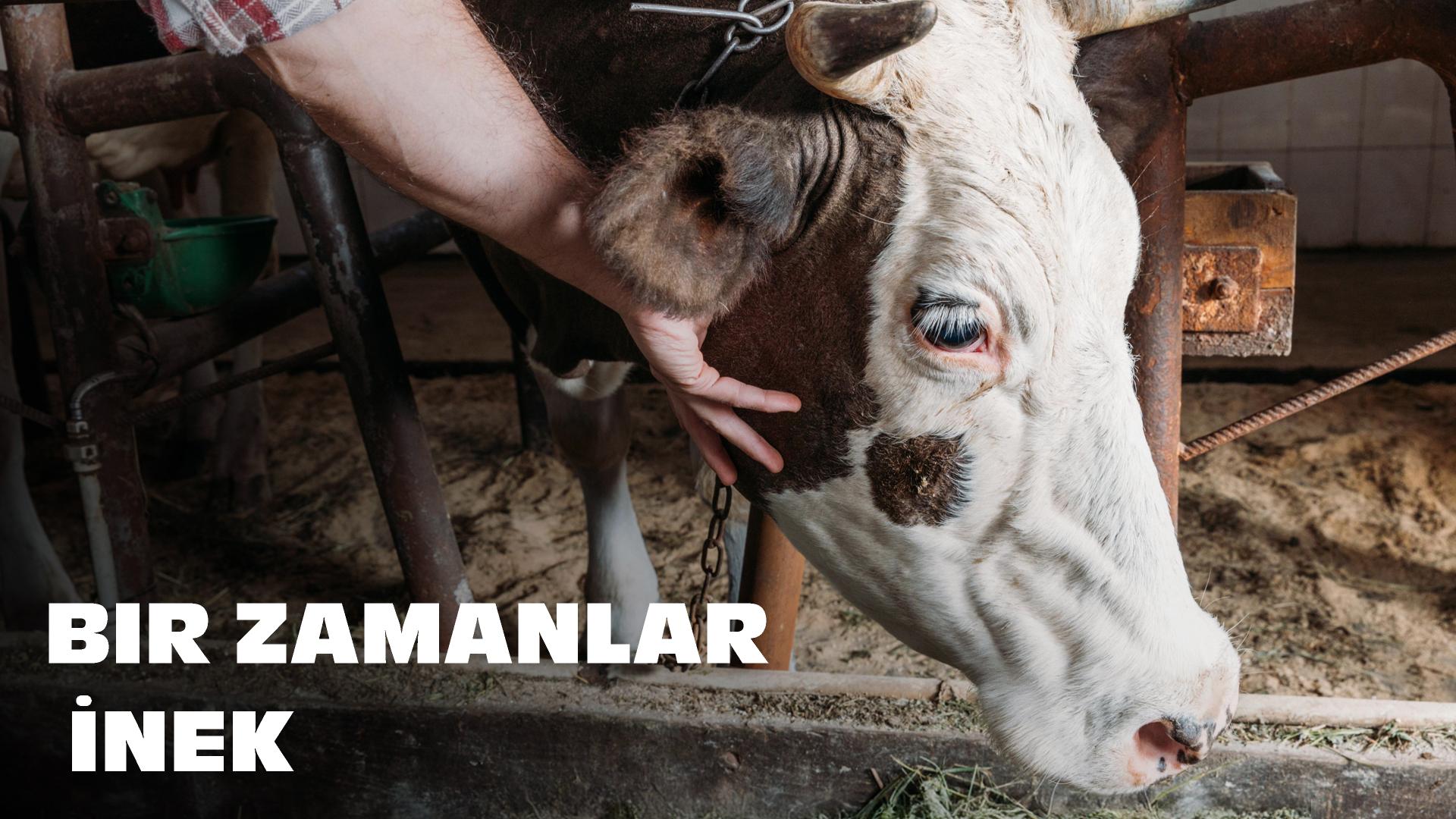 Bir Zamanlar İnek