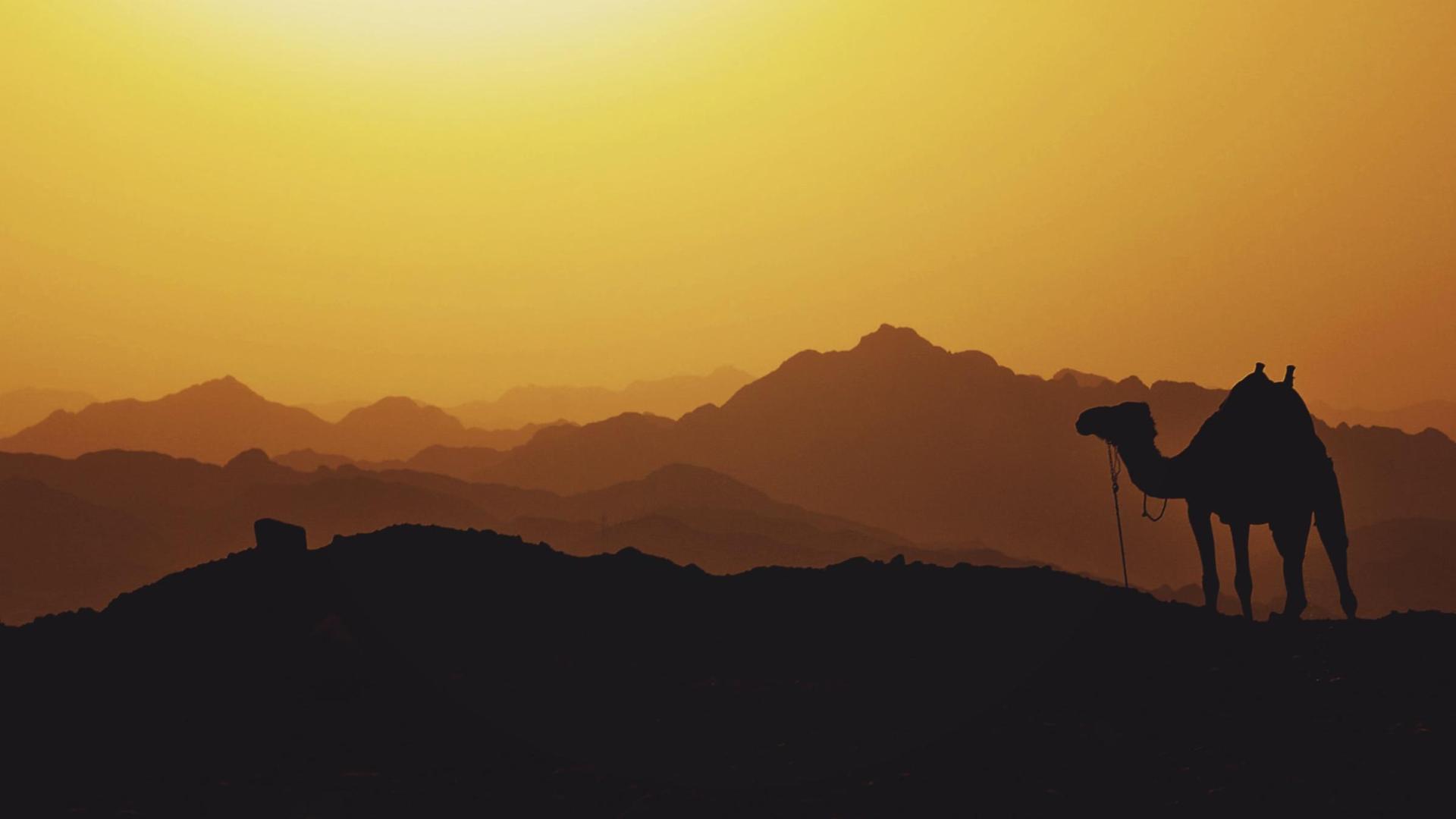 Wildest Middle East
