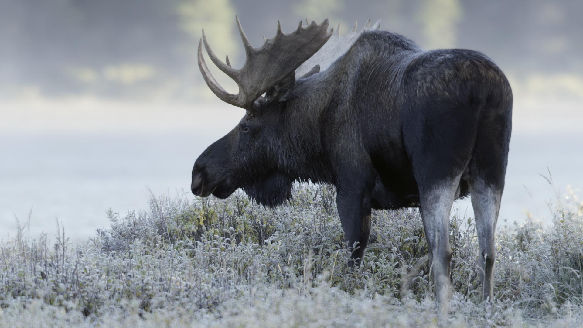 Wild Canada