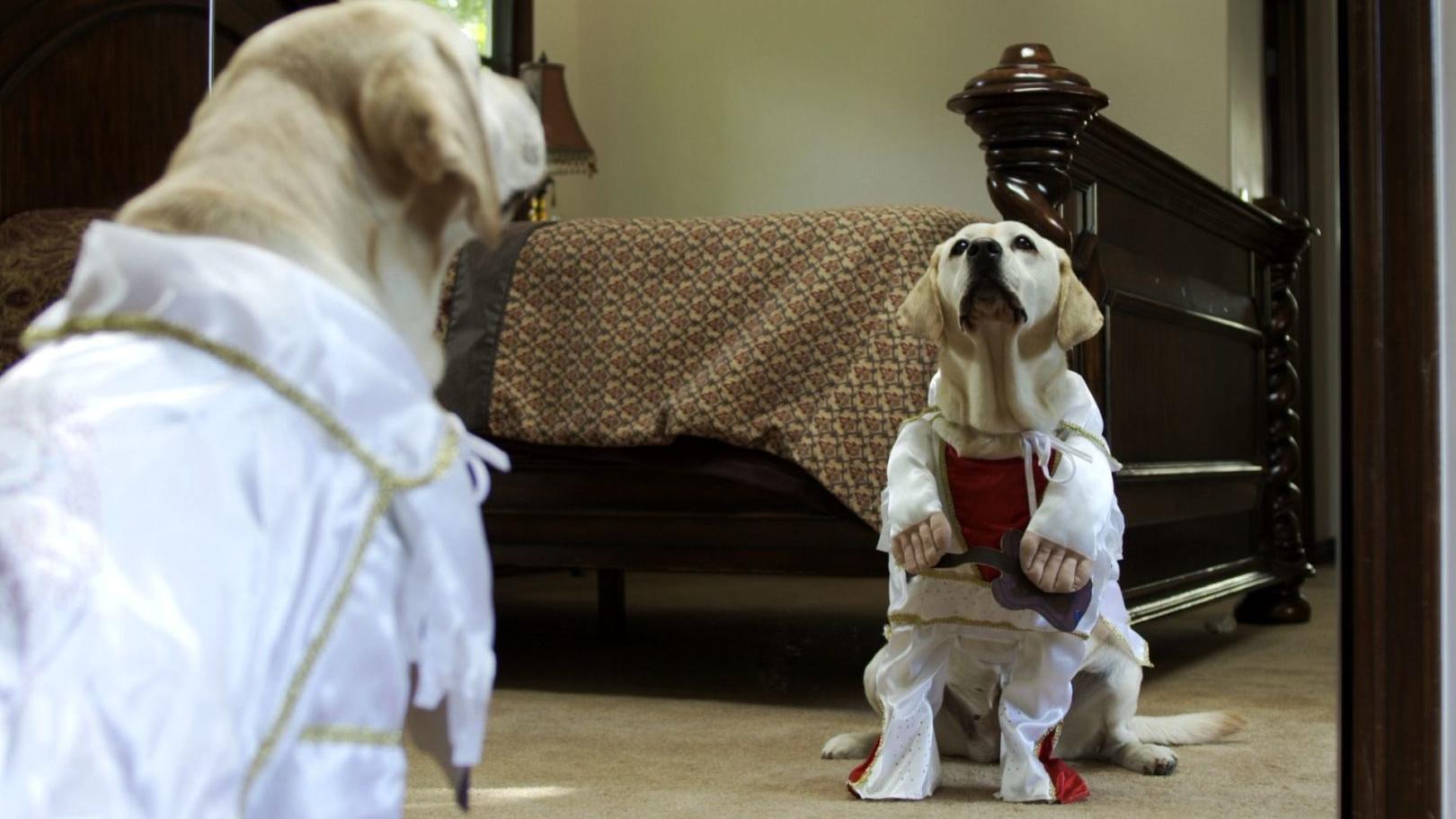 The Dog Who Saved Halloween