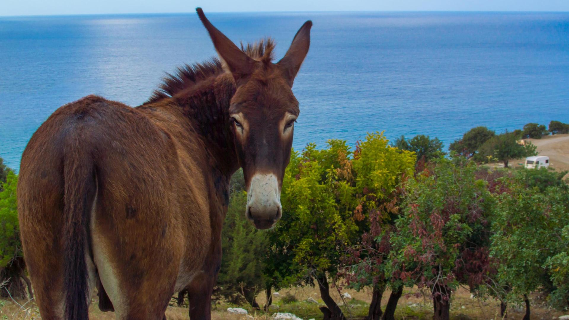 Donkey tales