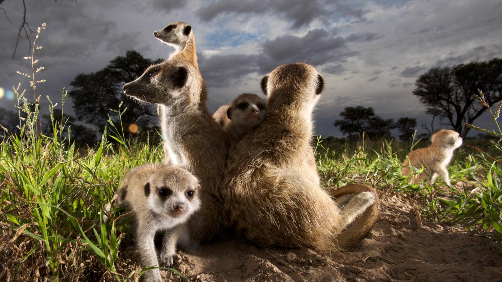 Meerkat Manor