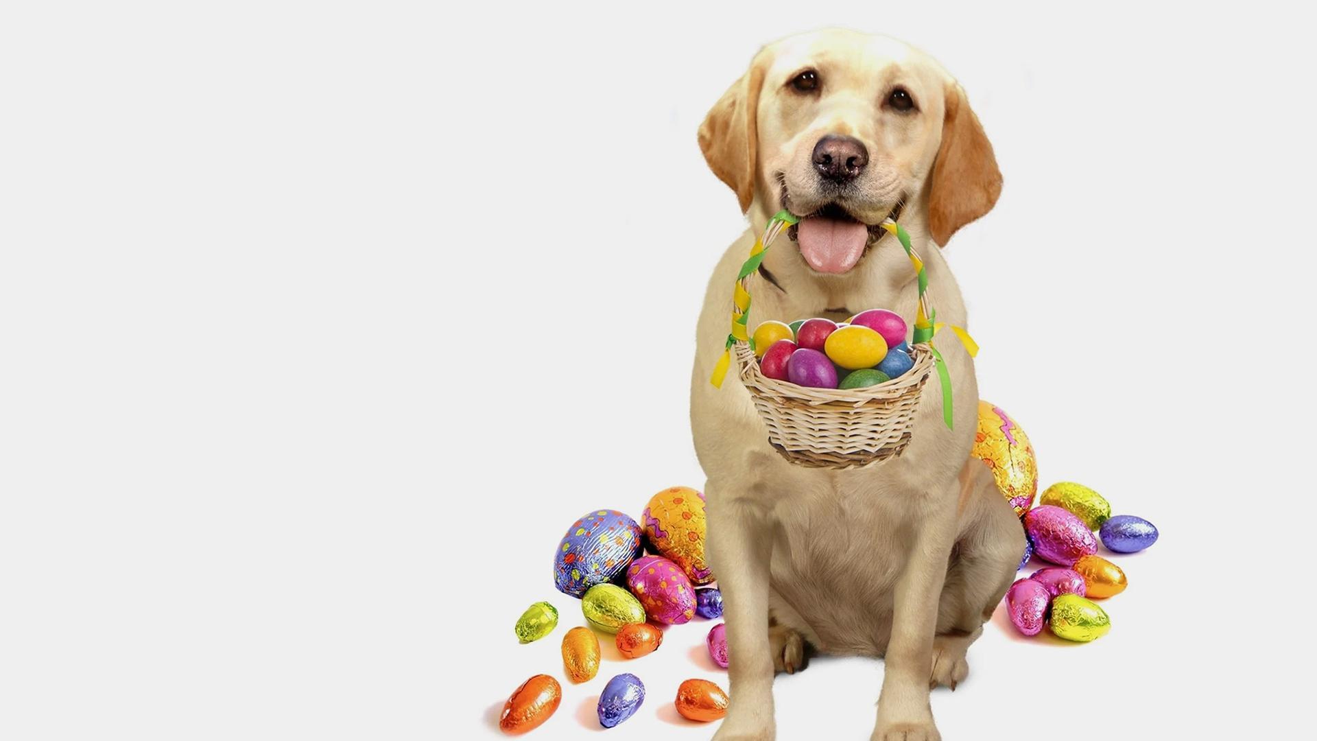 The Dog Who Saved Easter