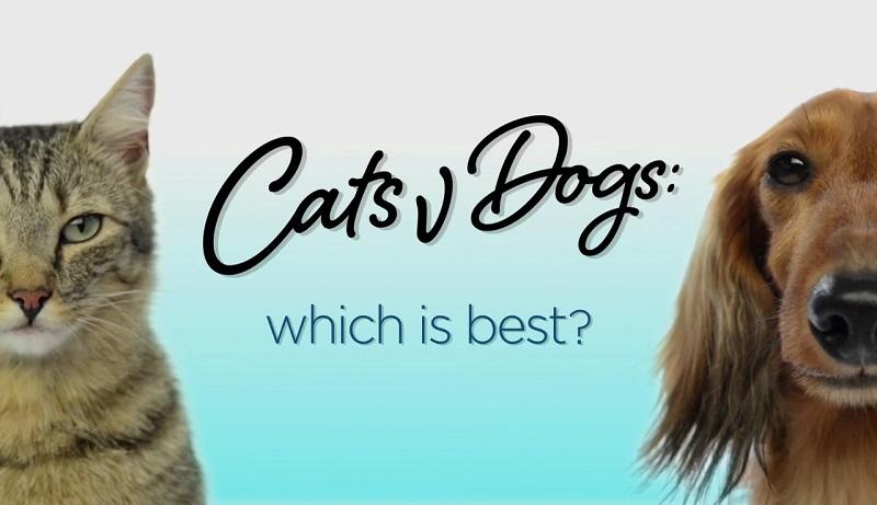Cats v Dogs: Which Is Best?
