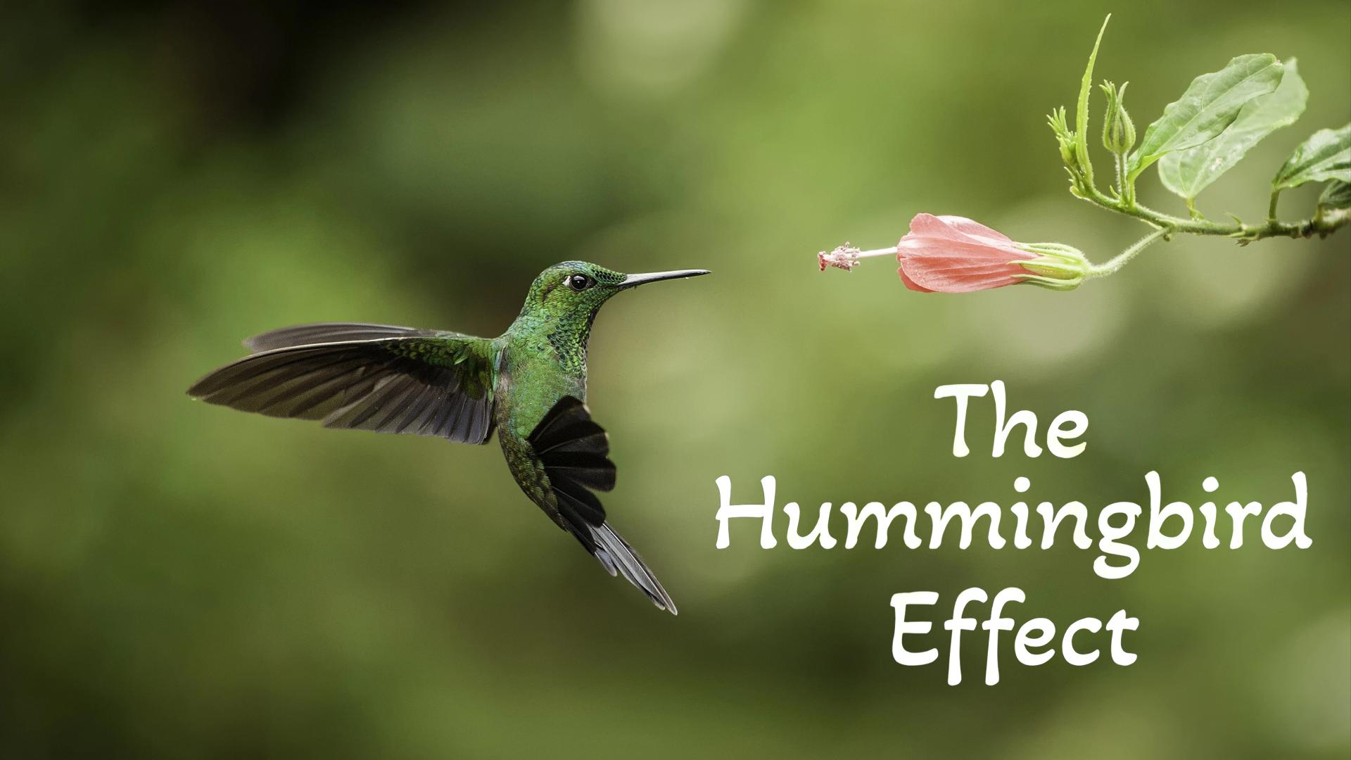 The Hummingbird Effect