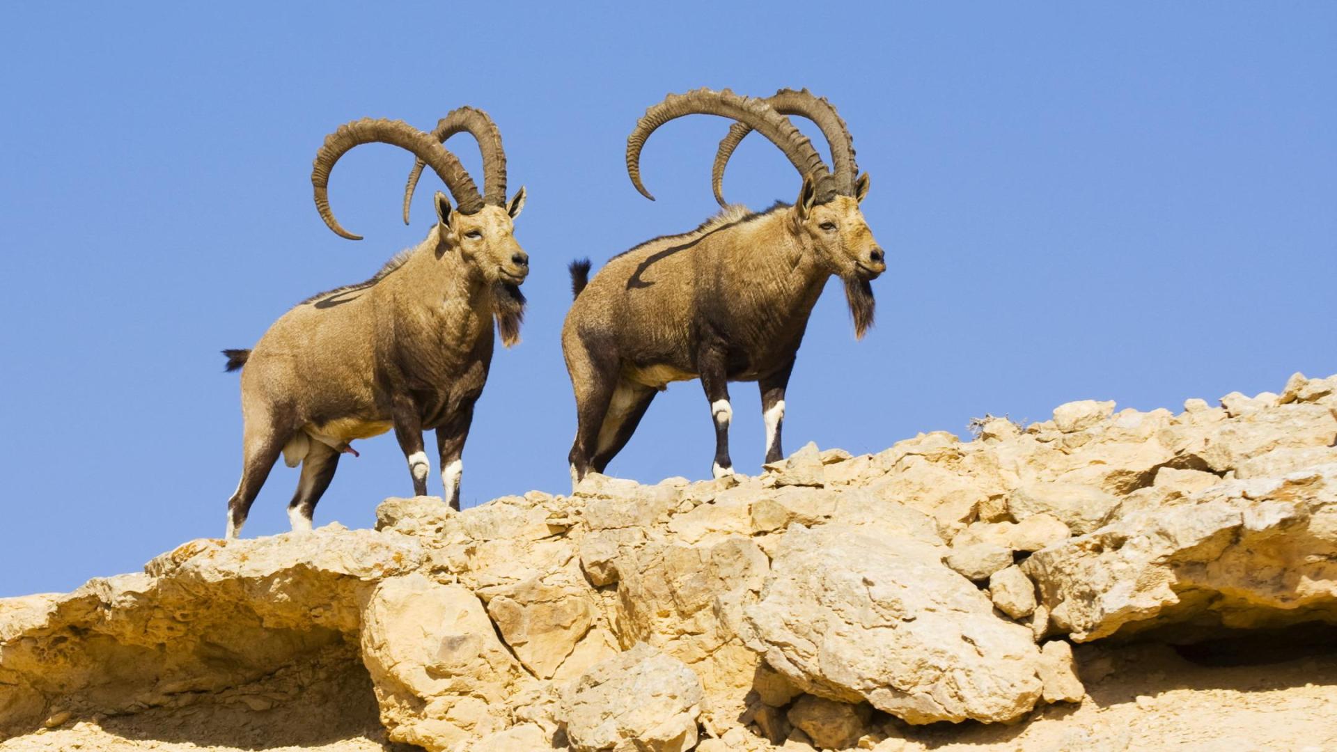 Wild Israel