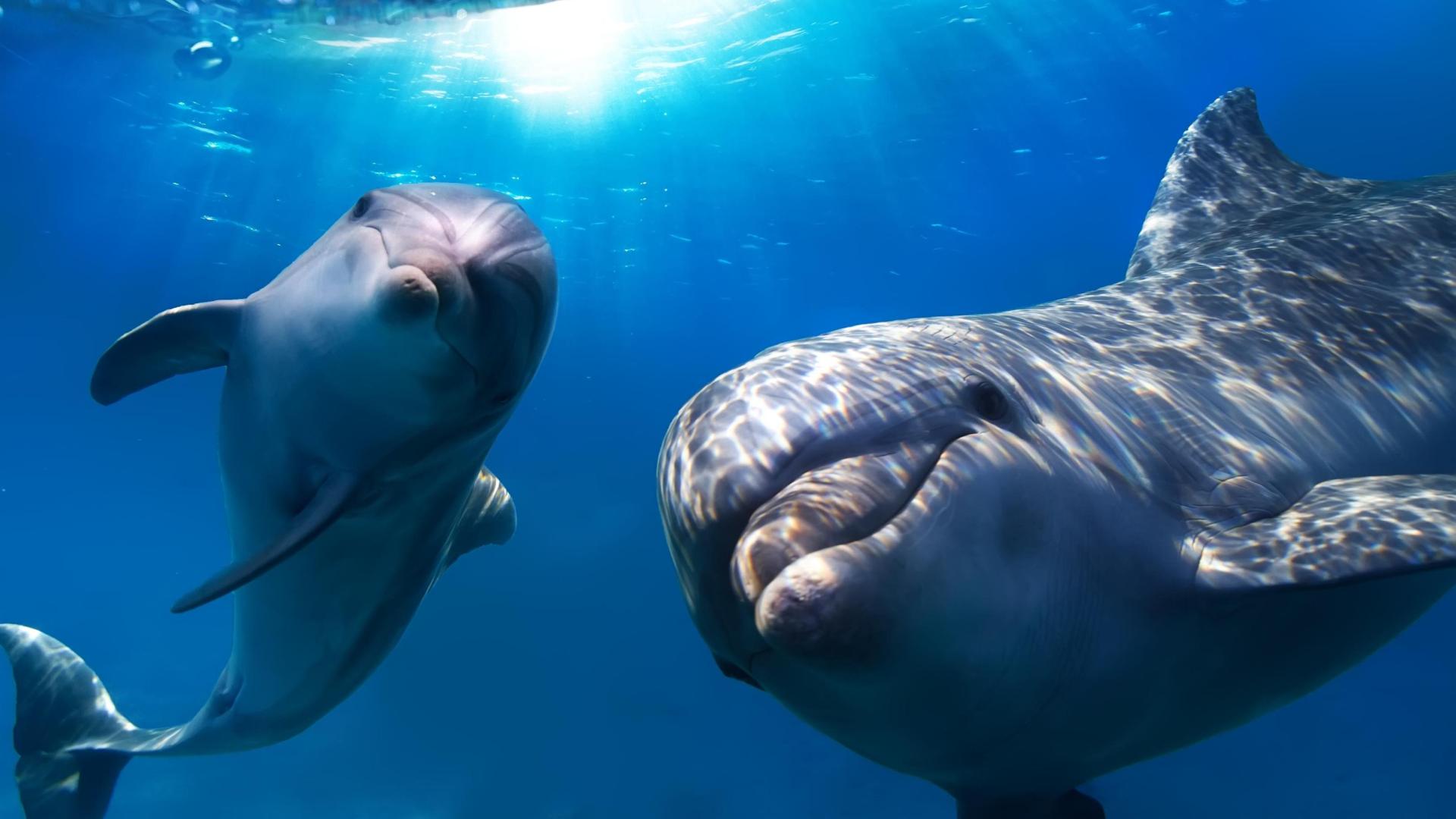 Adopted by dolphins