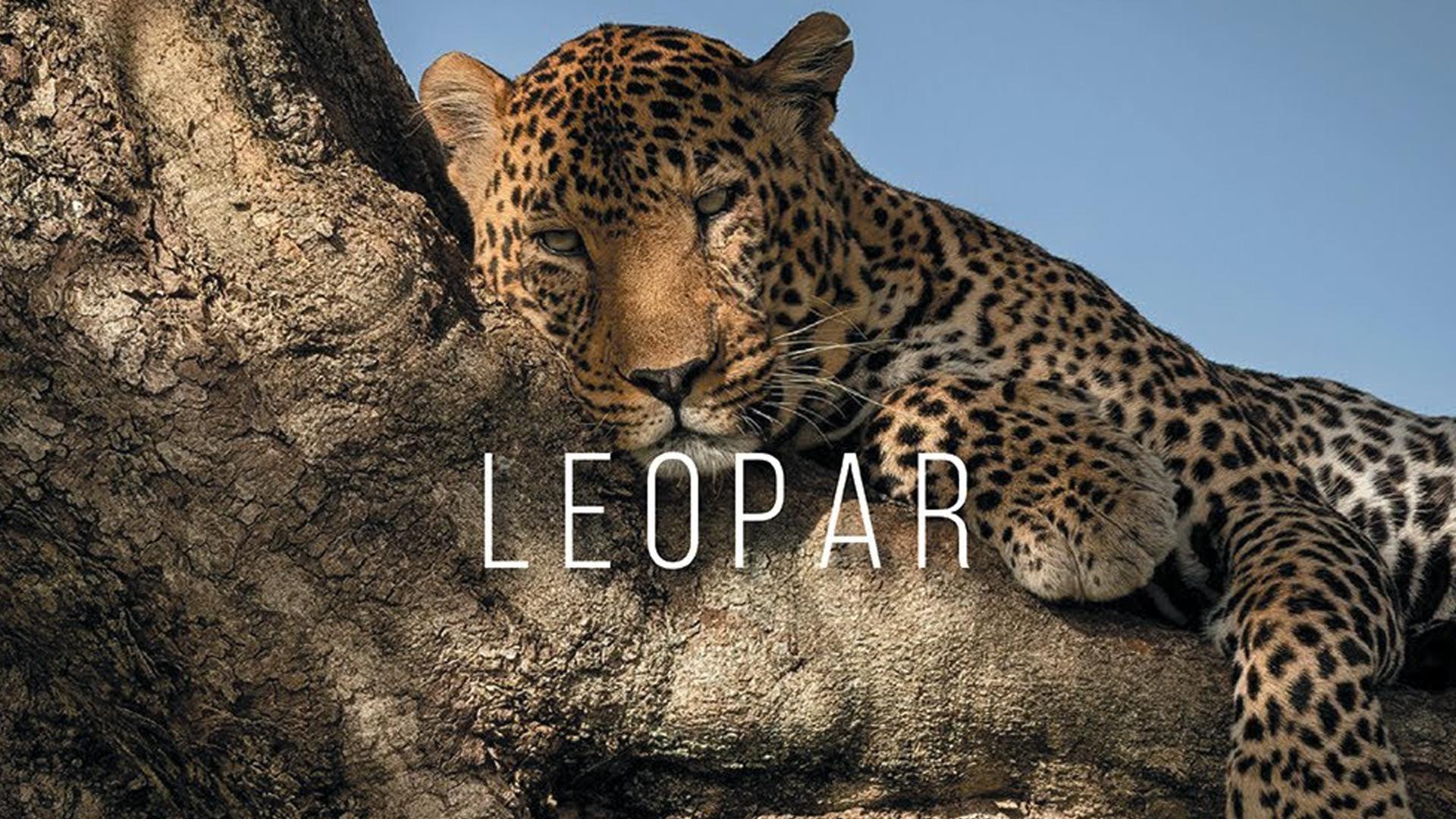 Dişi Leopar