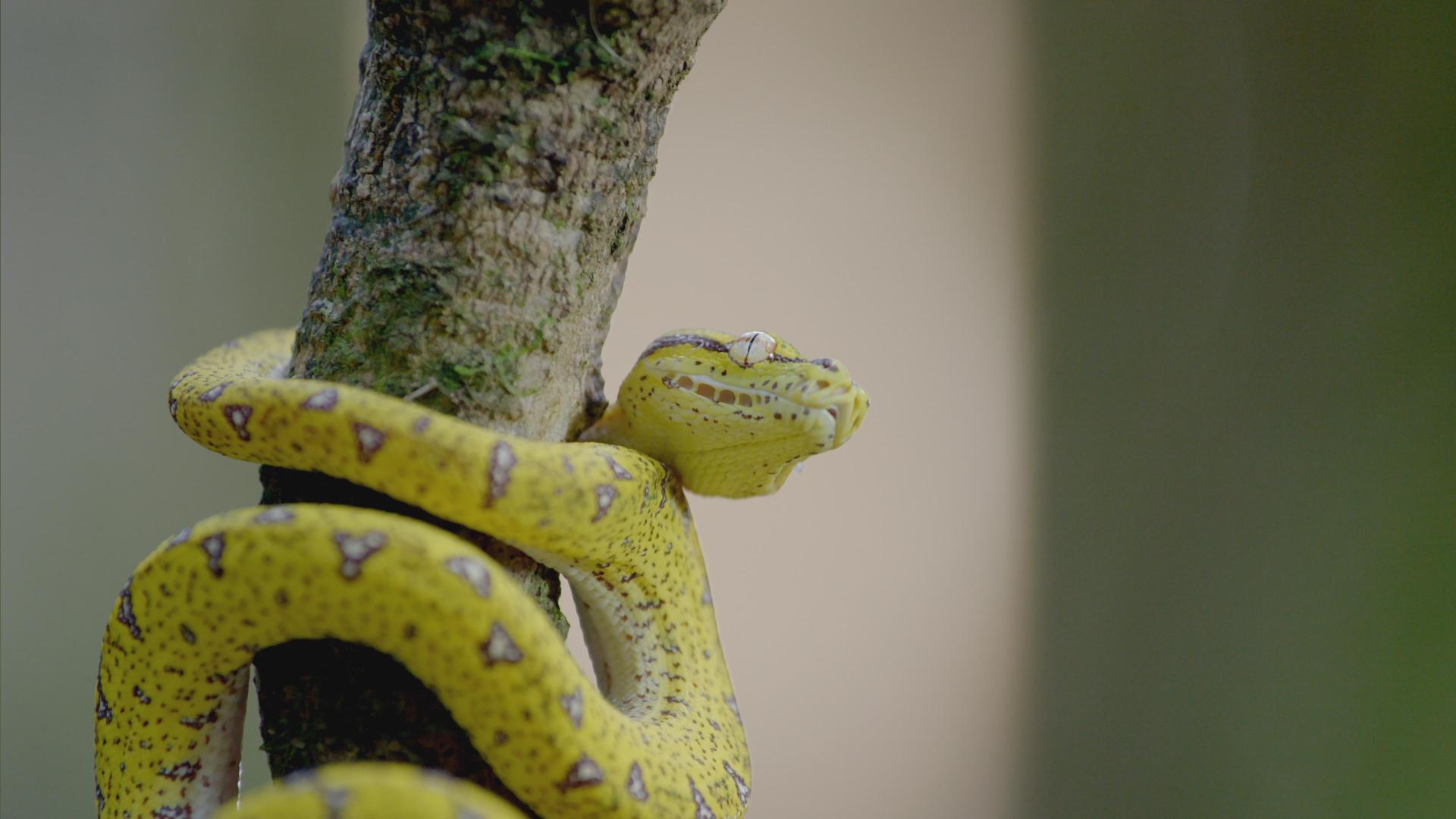 Secrets of Wild Australia