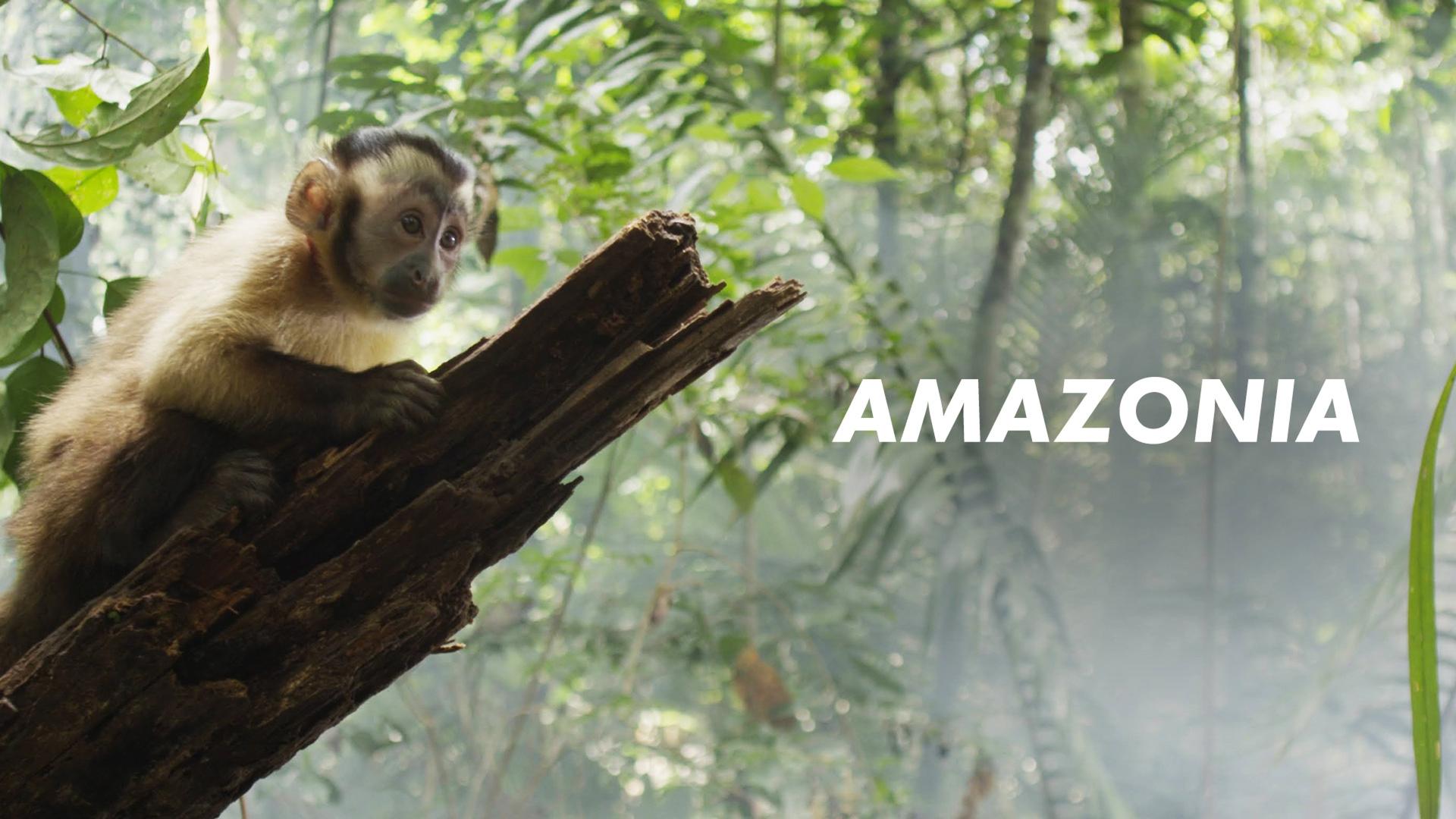 Amazona