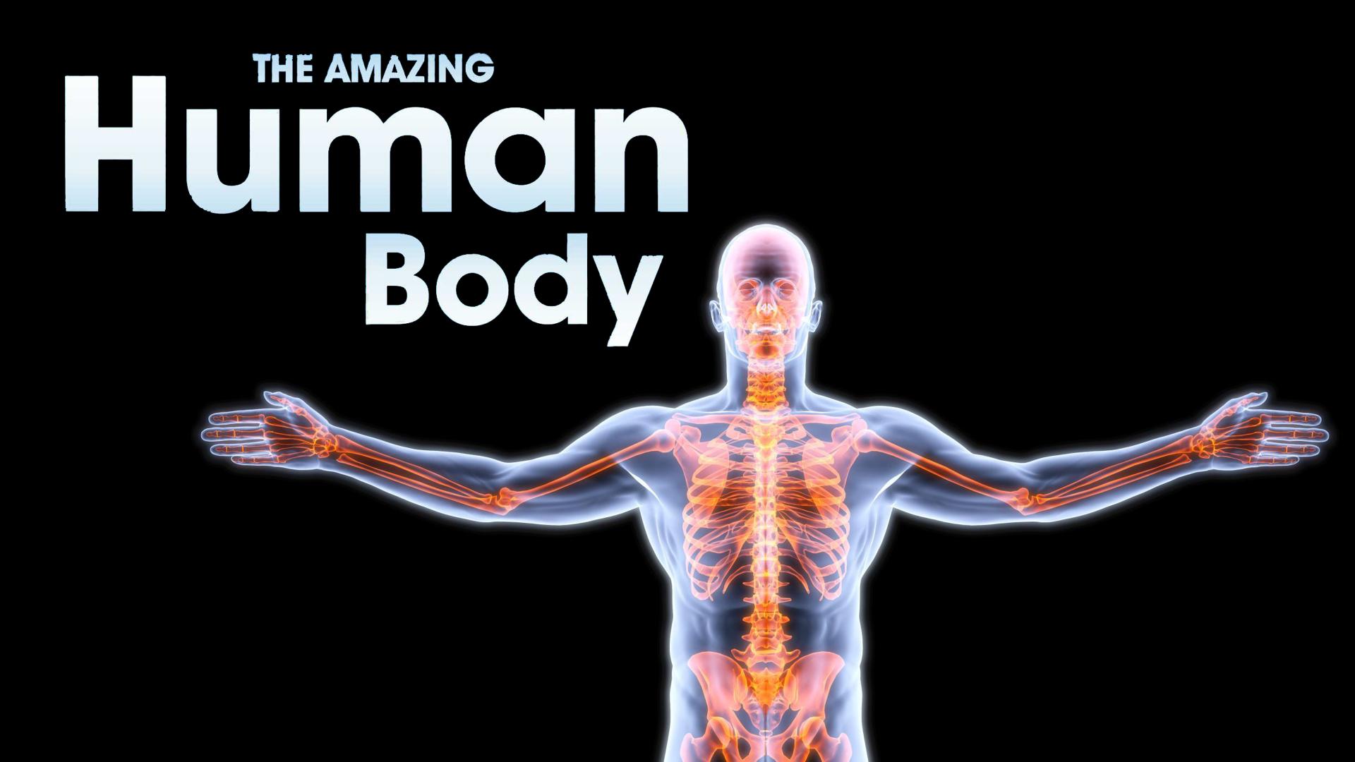 The Amaizing Human Body