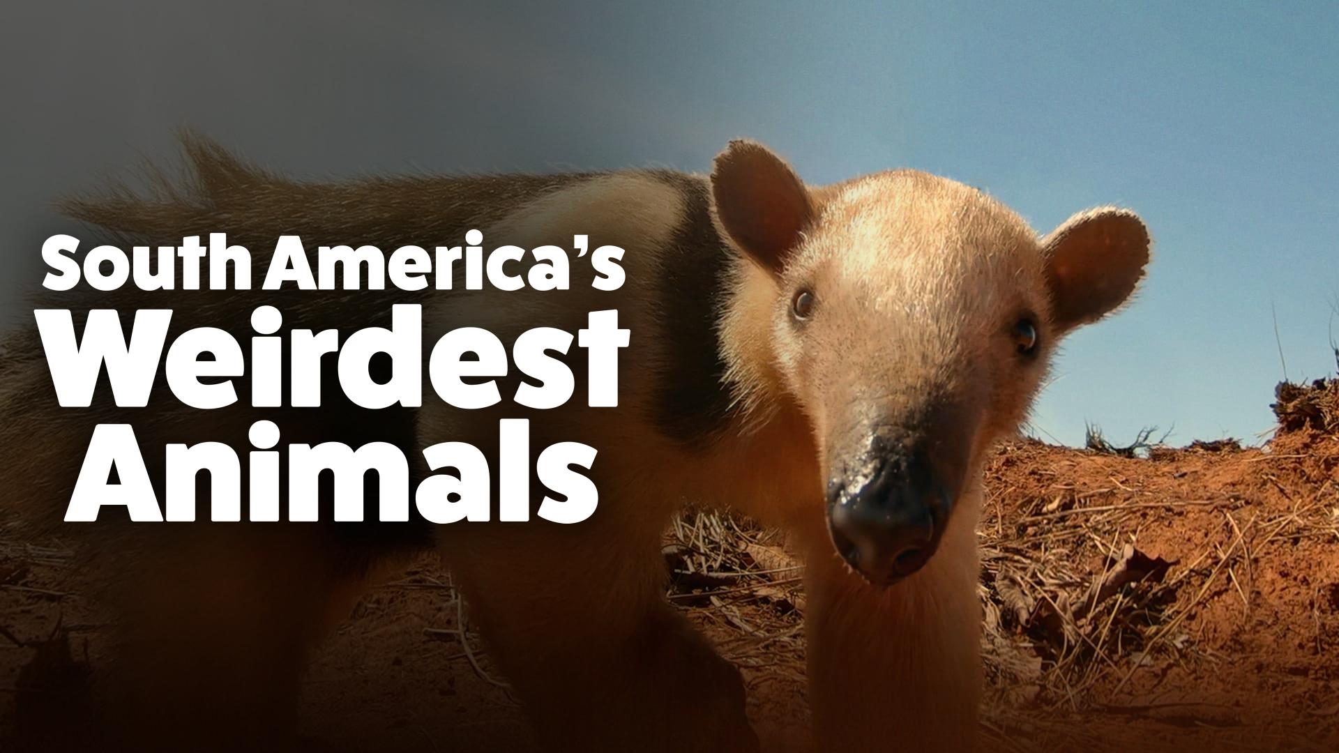 South America’s Weirdest Animals