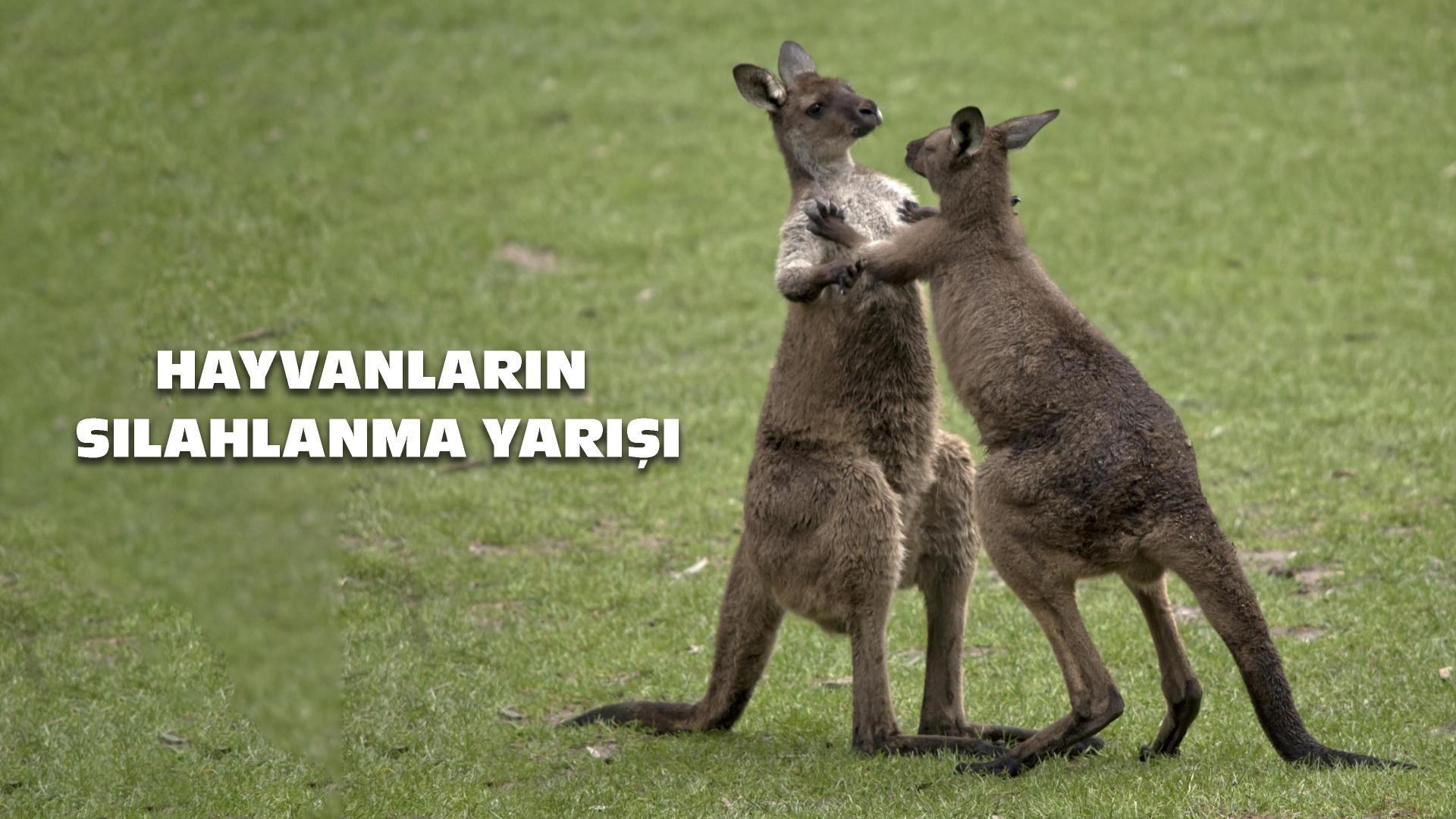 Hayvanların Silahlanma Yarışı