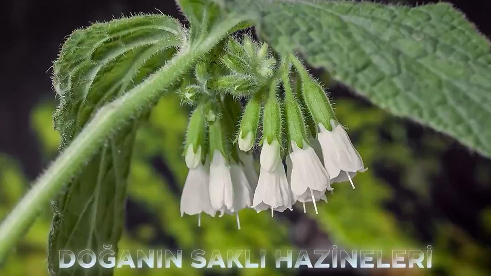 Doğanın Saklı Hazineleri