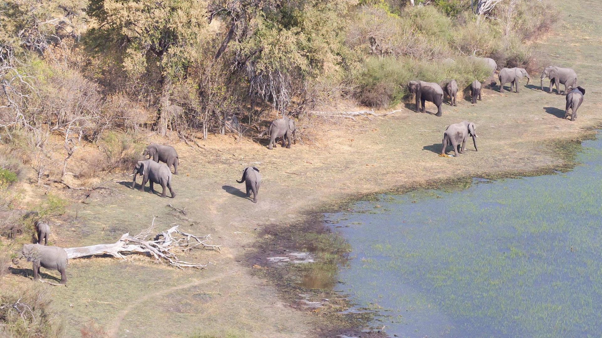 The Okavango: Lifeblood of the Kalahari