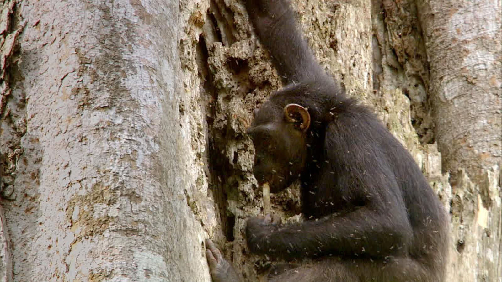 S0E5 - Afrika