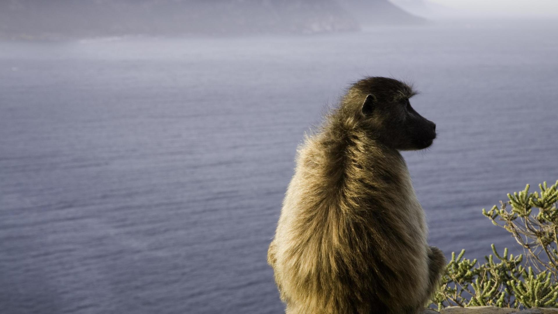 BABOON BANDITS
