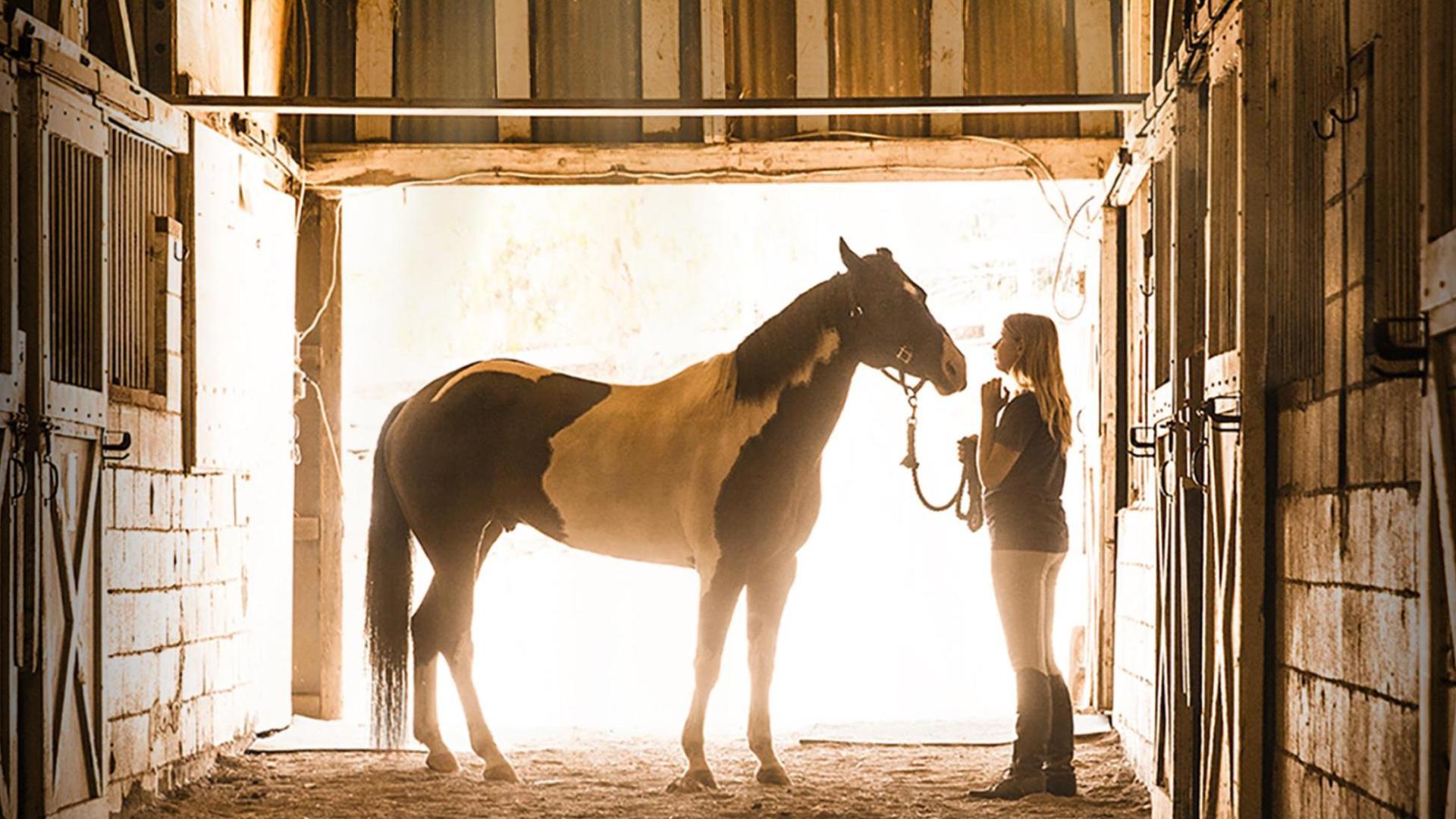 A Horse from Heaven