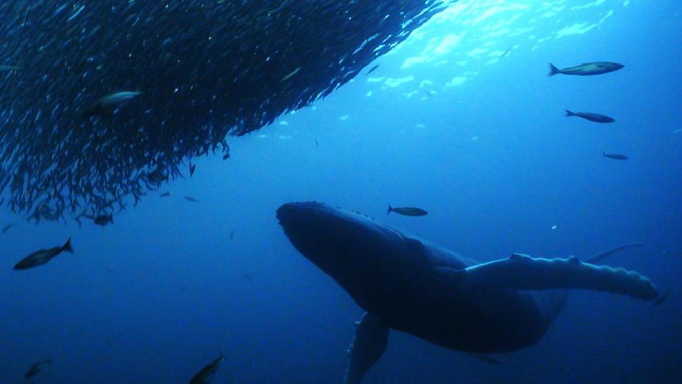 The Blue Planet