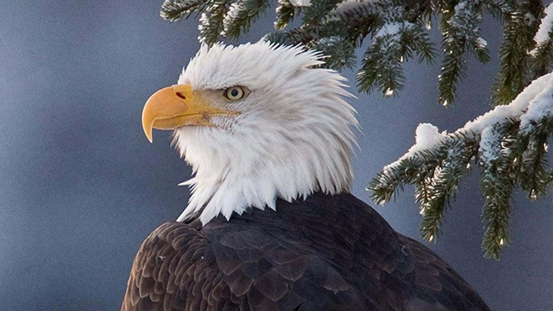Alaska: Earth’s Frozen Kingdom