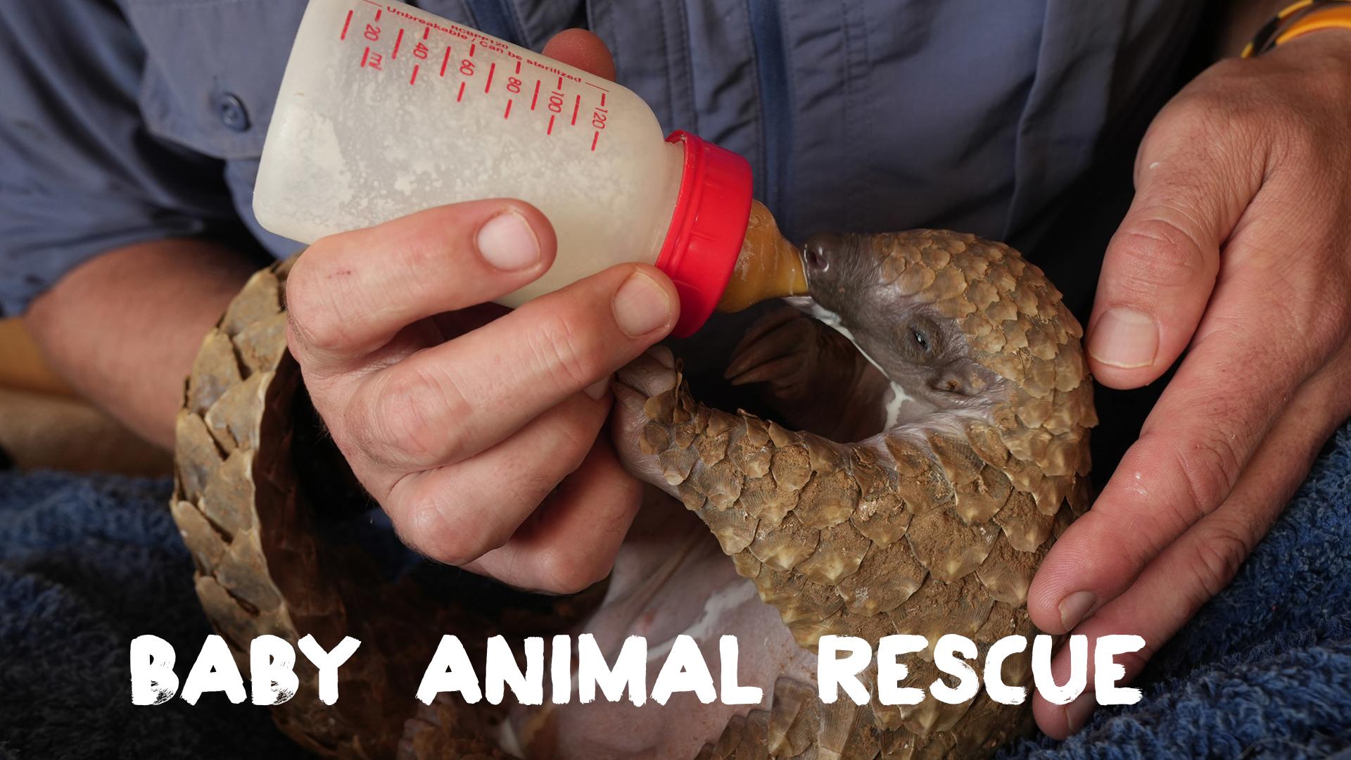Baby Animal Rescue