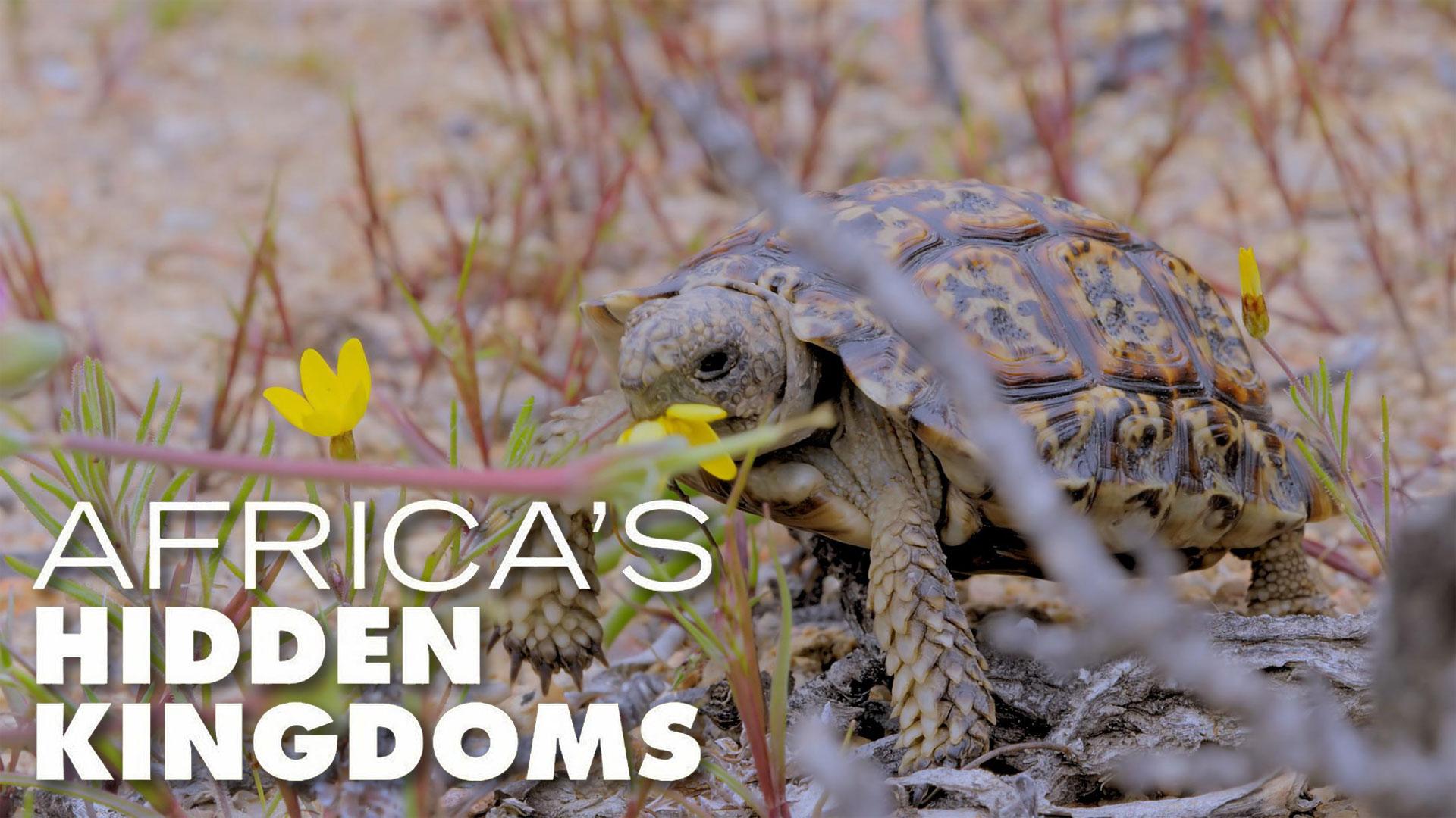 Africa’s Hidden Kingdoms