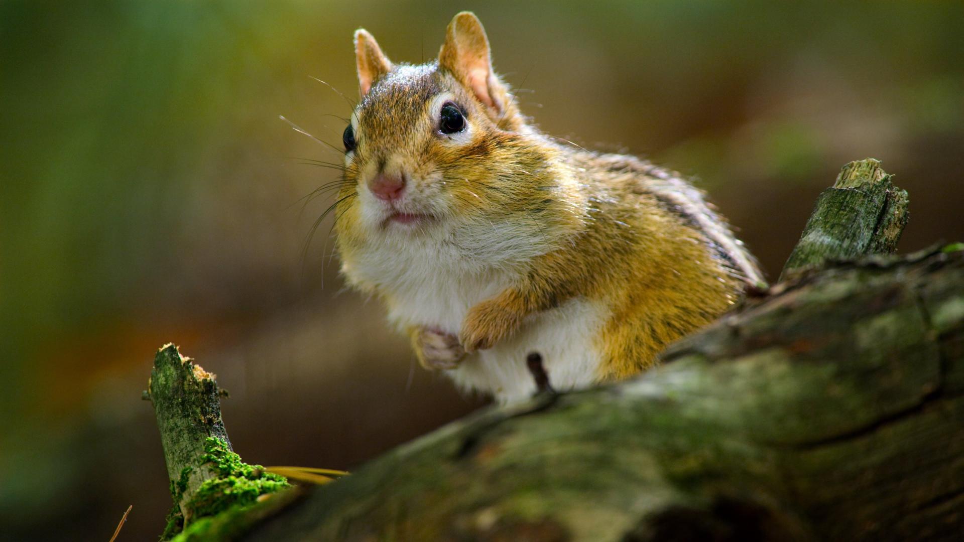 Tiny World