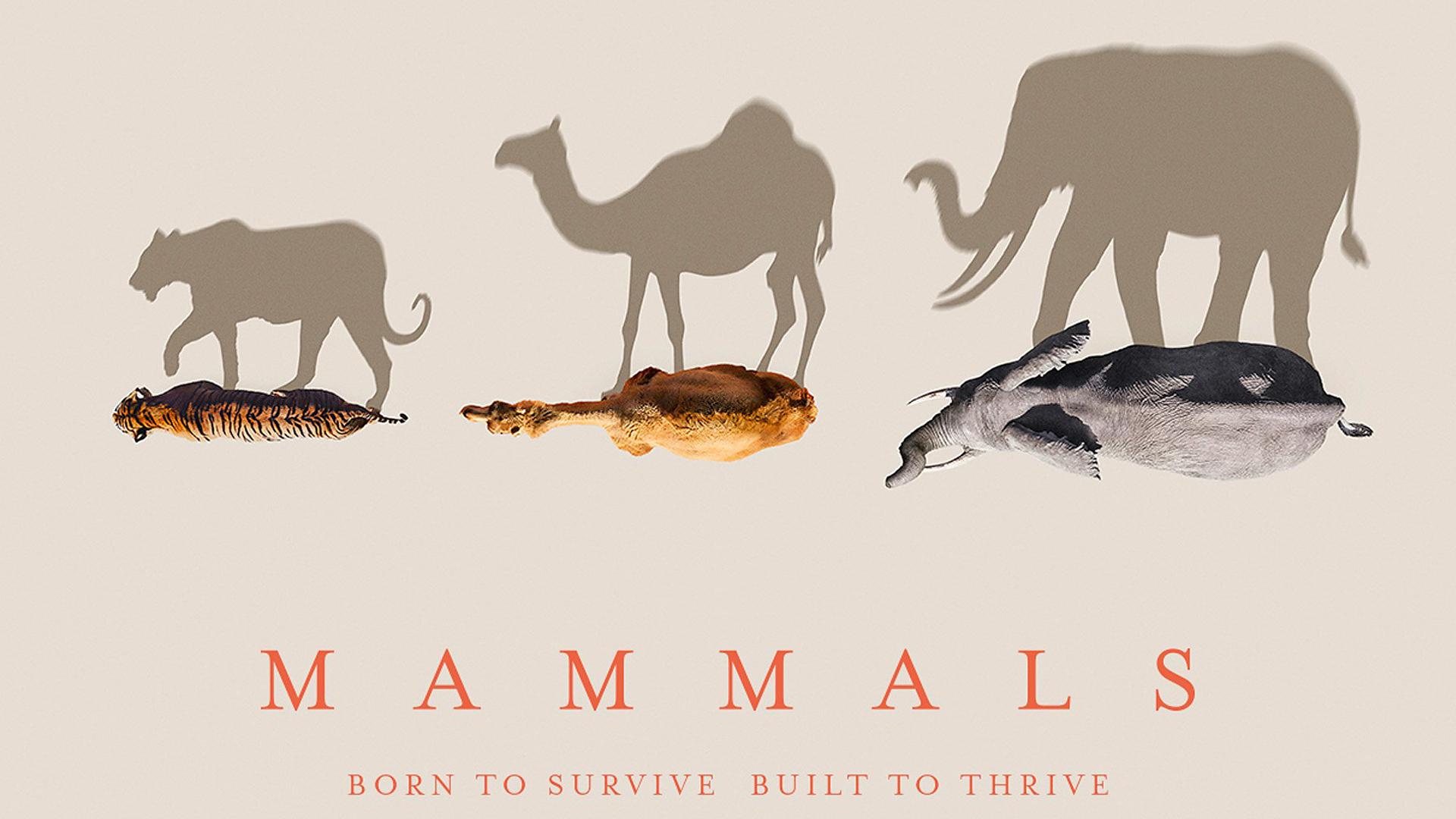 Mammals