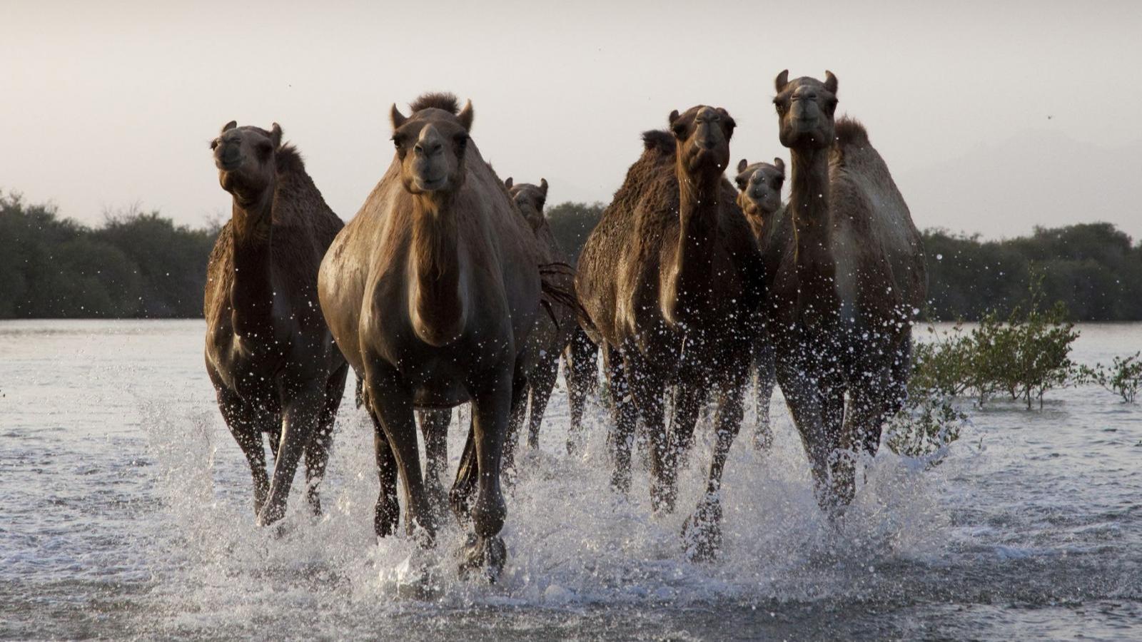 Wild Arabia