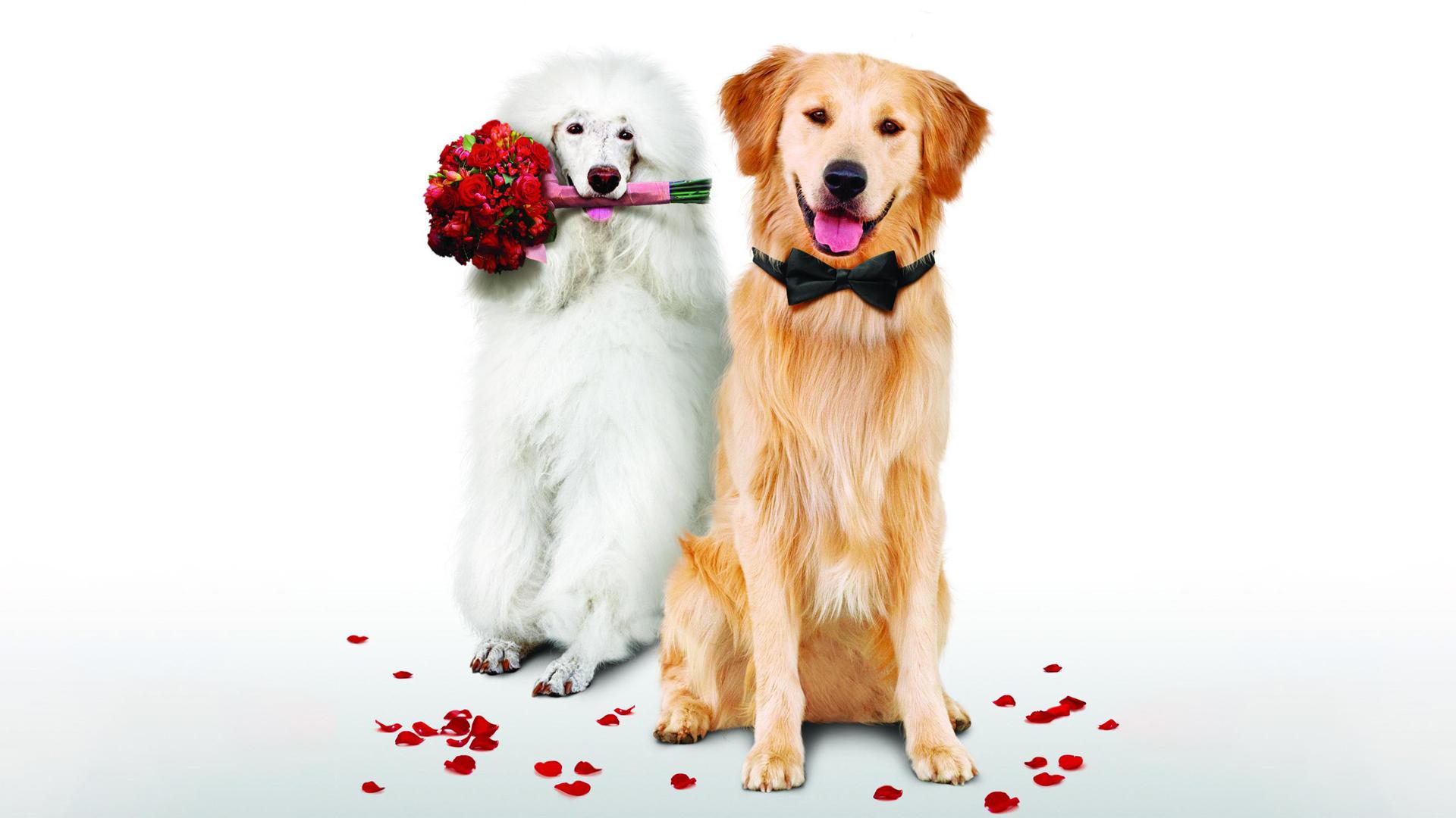 A Christmas Wedding Tail