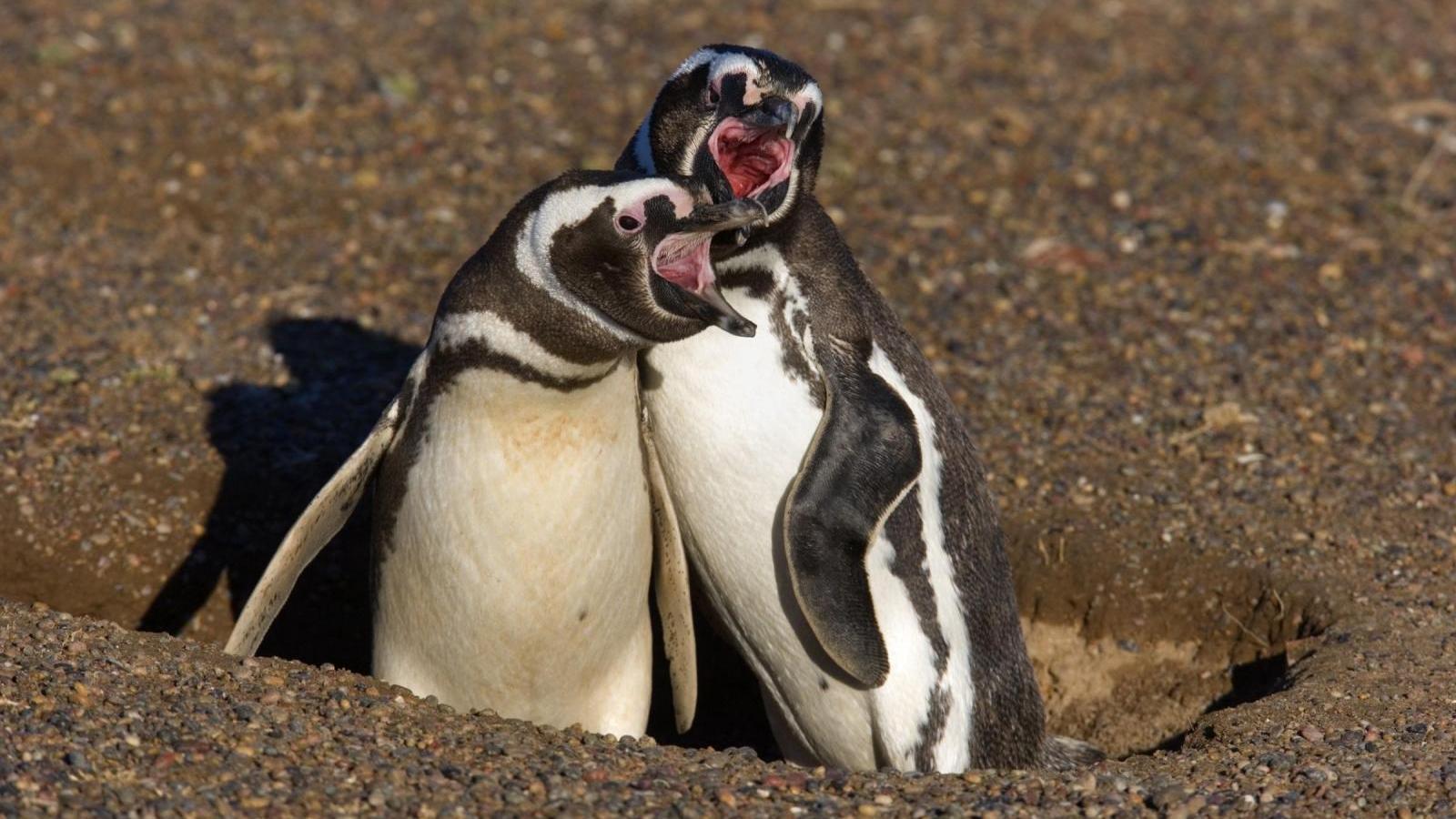 Wild Faces of the Andes