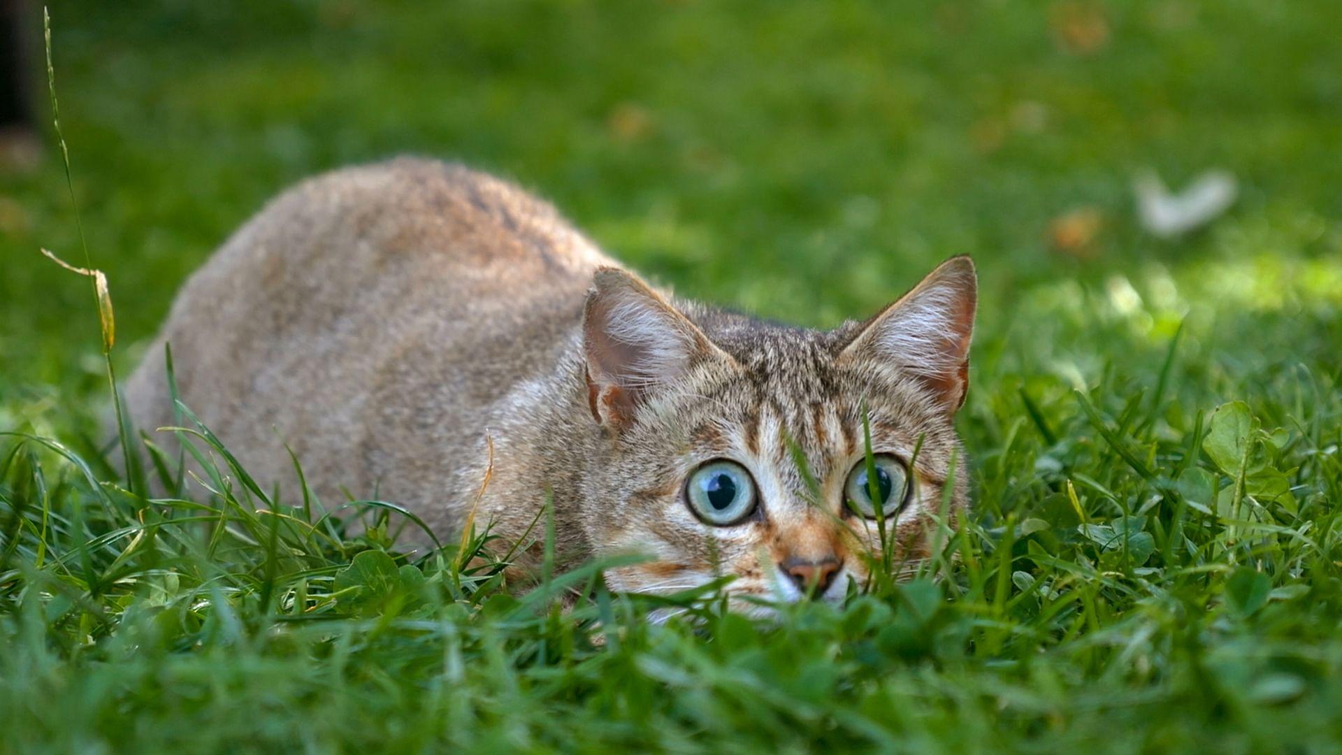 The Cat: A Cuddly Killer